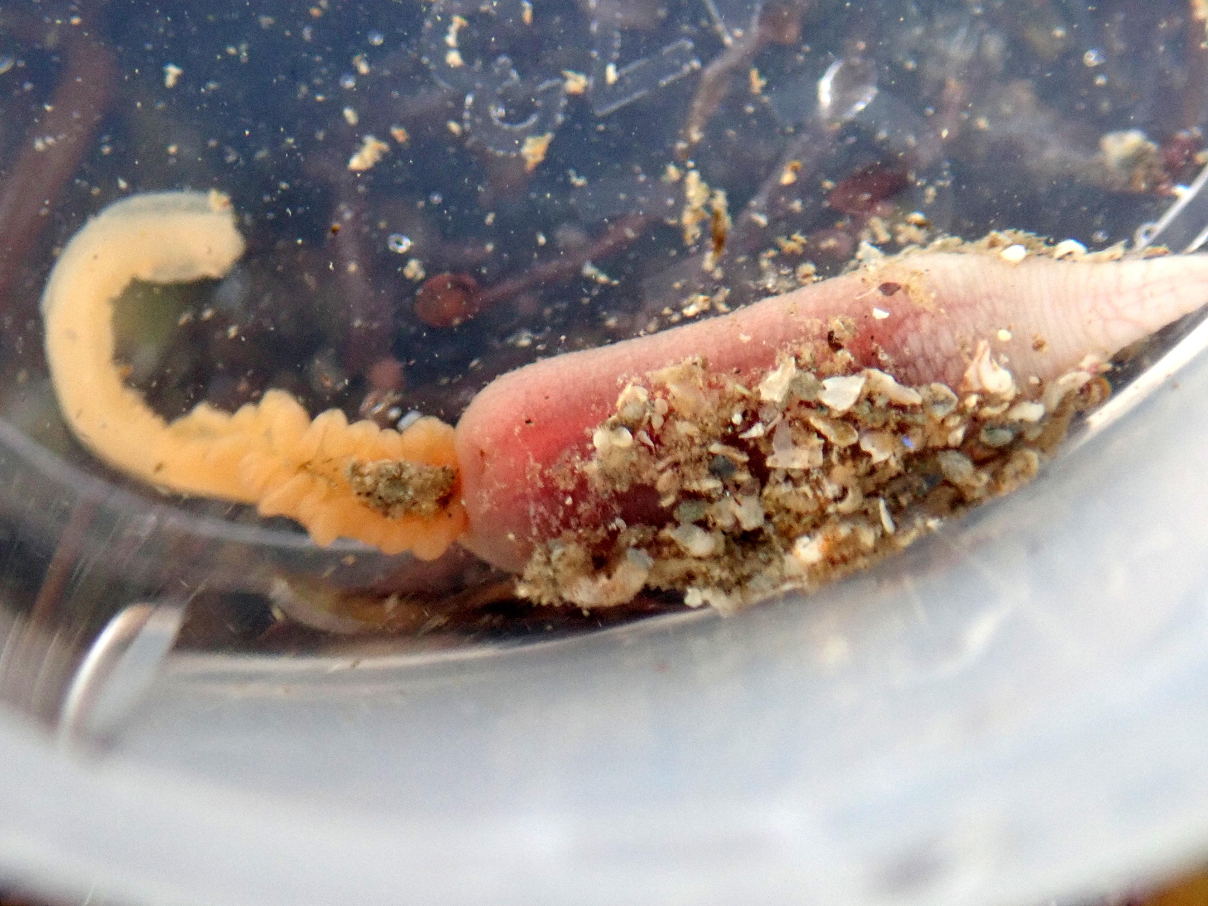One of many contenders for the 'strangest animal in the rock pools' award - the echurian worm Thalassema thalassema