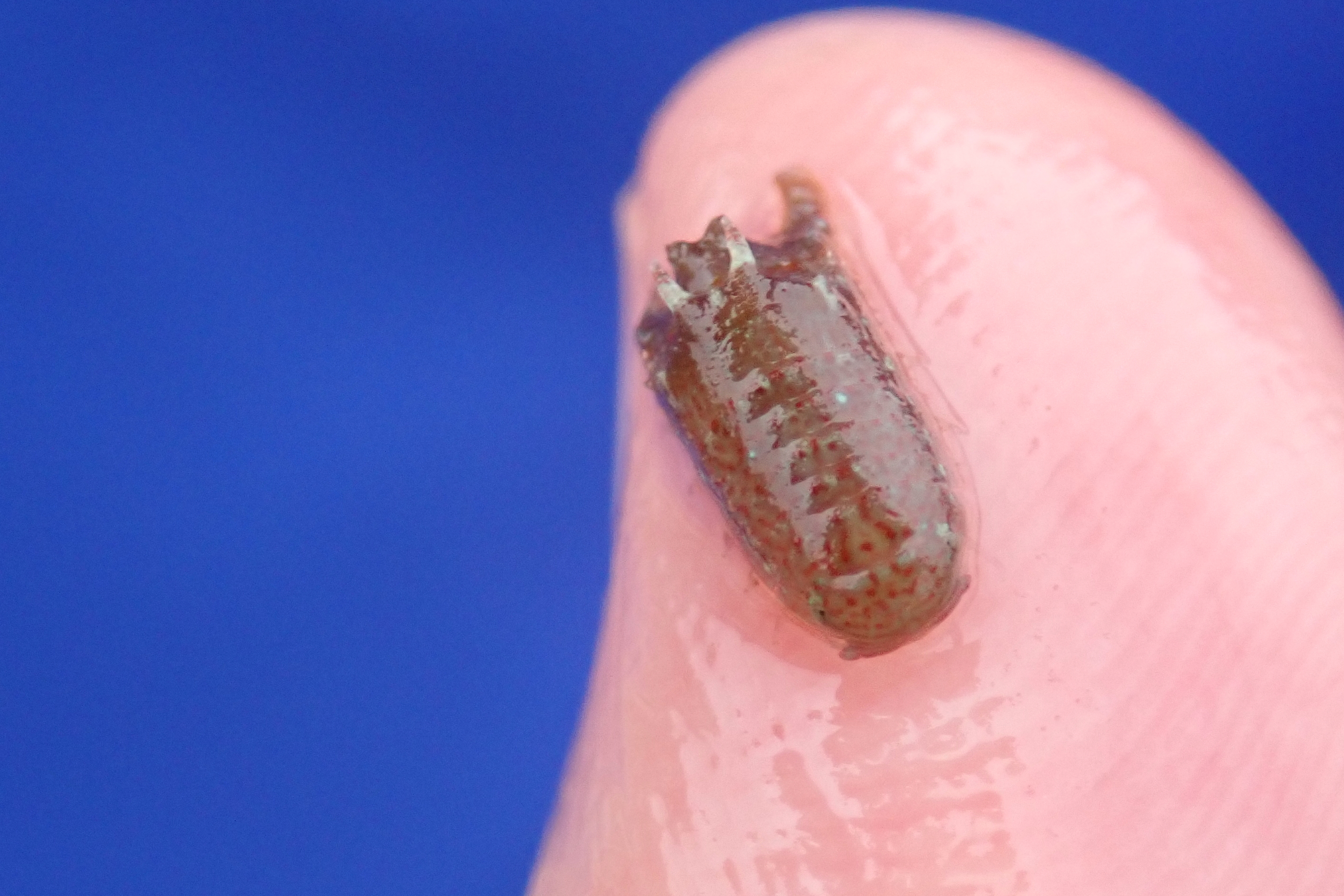 One of Junior's isopods - a Dynamene bidentata