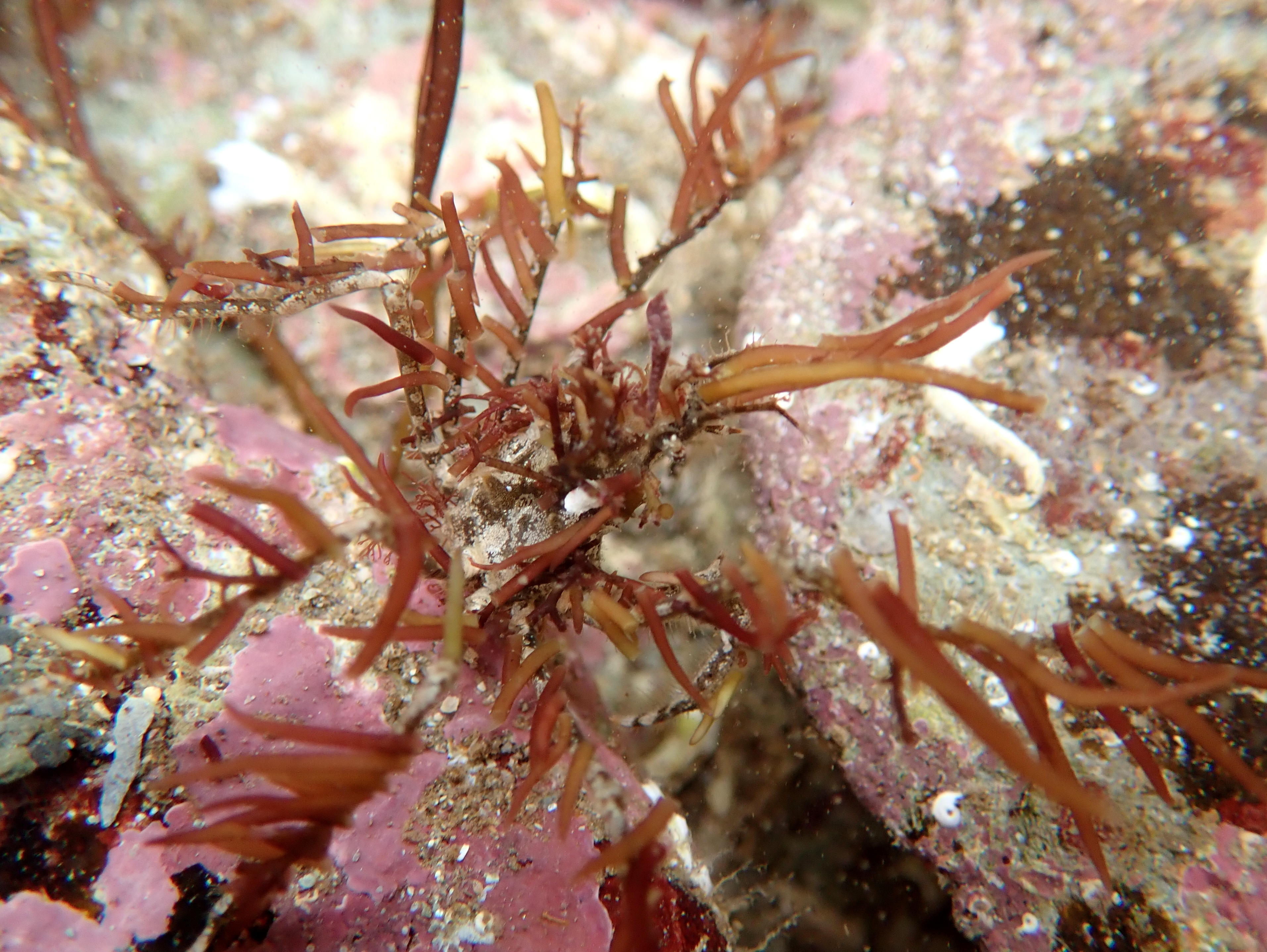 A perfectly decorated small spider crab (Macropodia sp.) at Hannafore