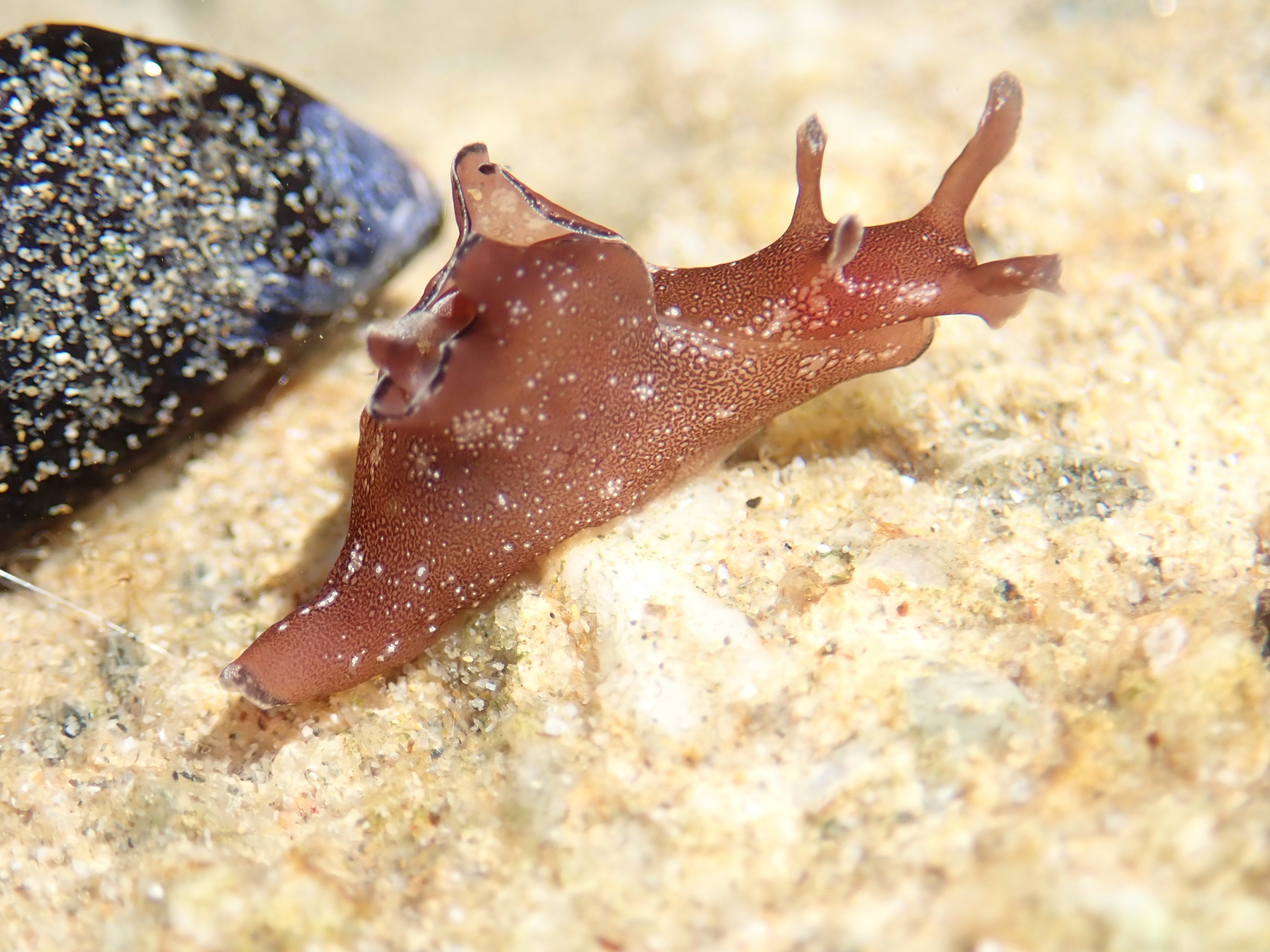 A juvenile sea hare
