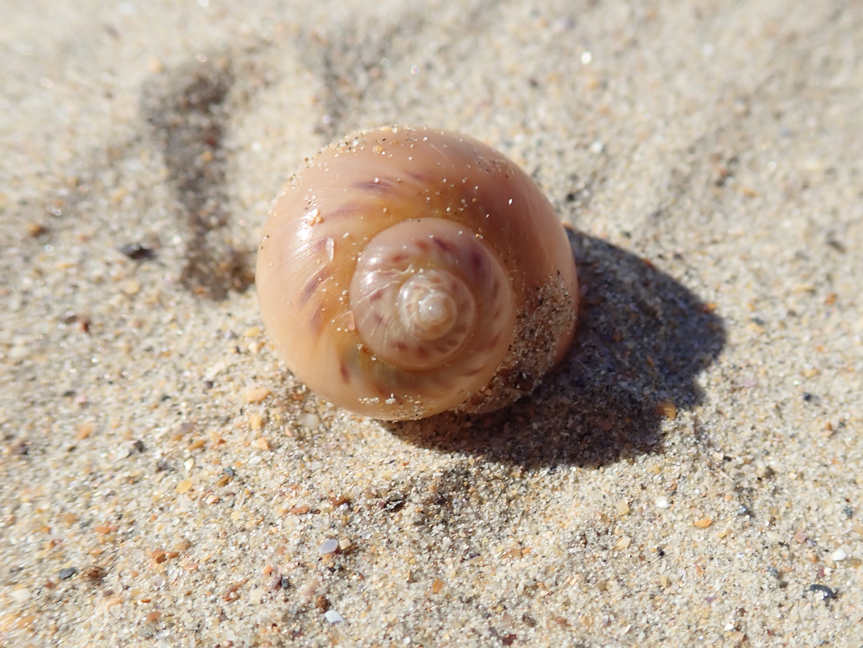Necklace shell. Euspina catena