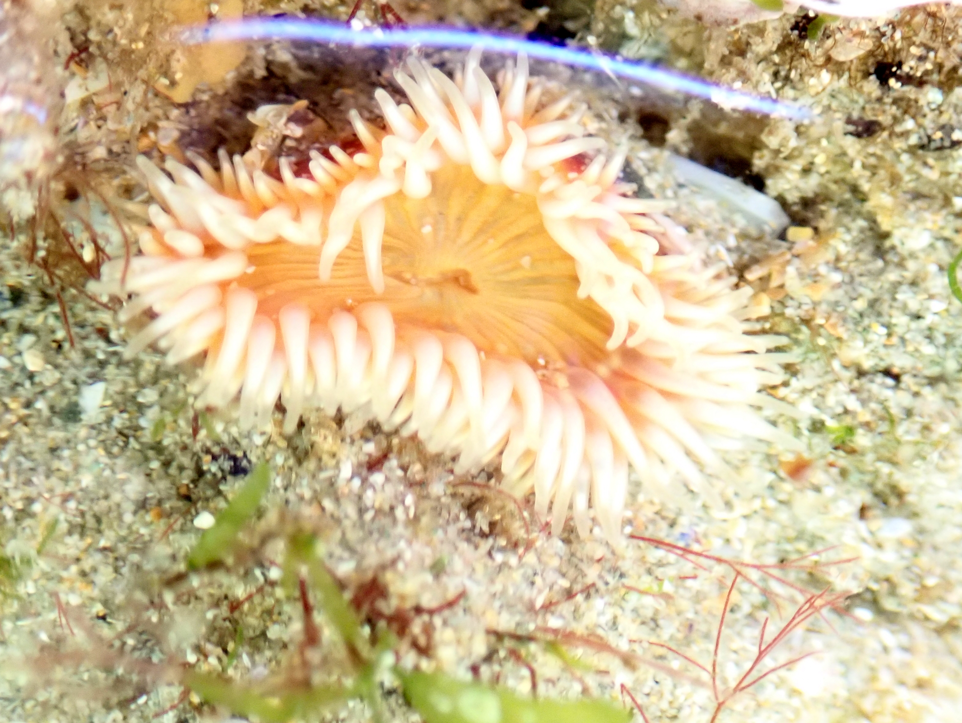 Another colour variation of Sagartia elegans