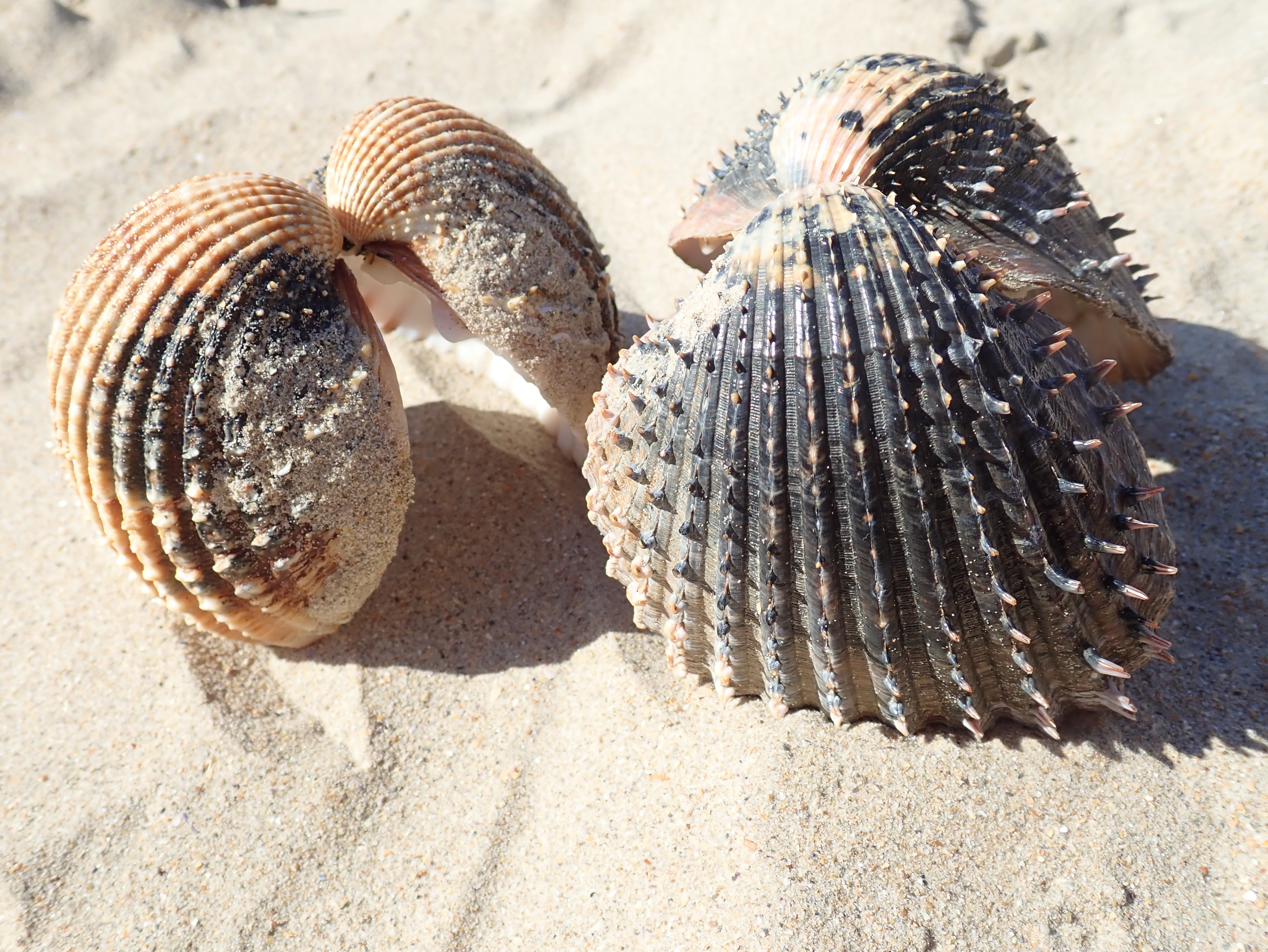Spiny cockles and their relatives are common here