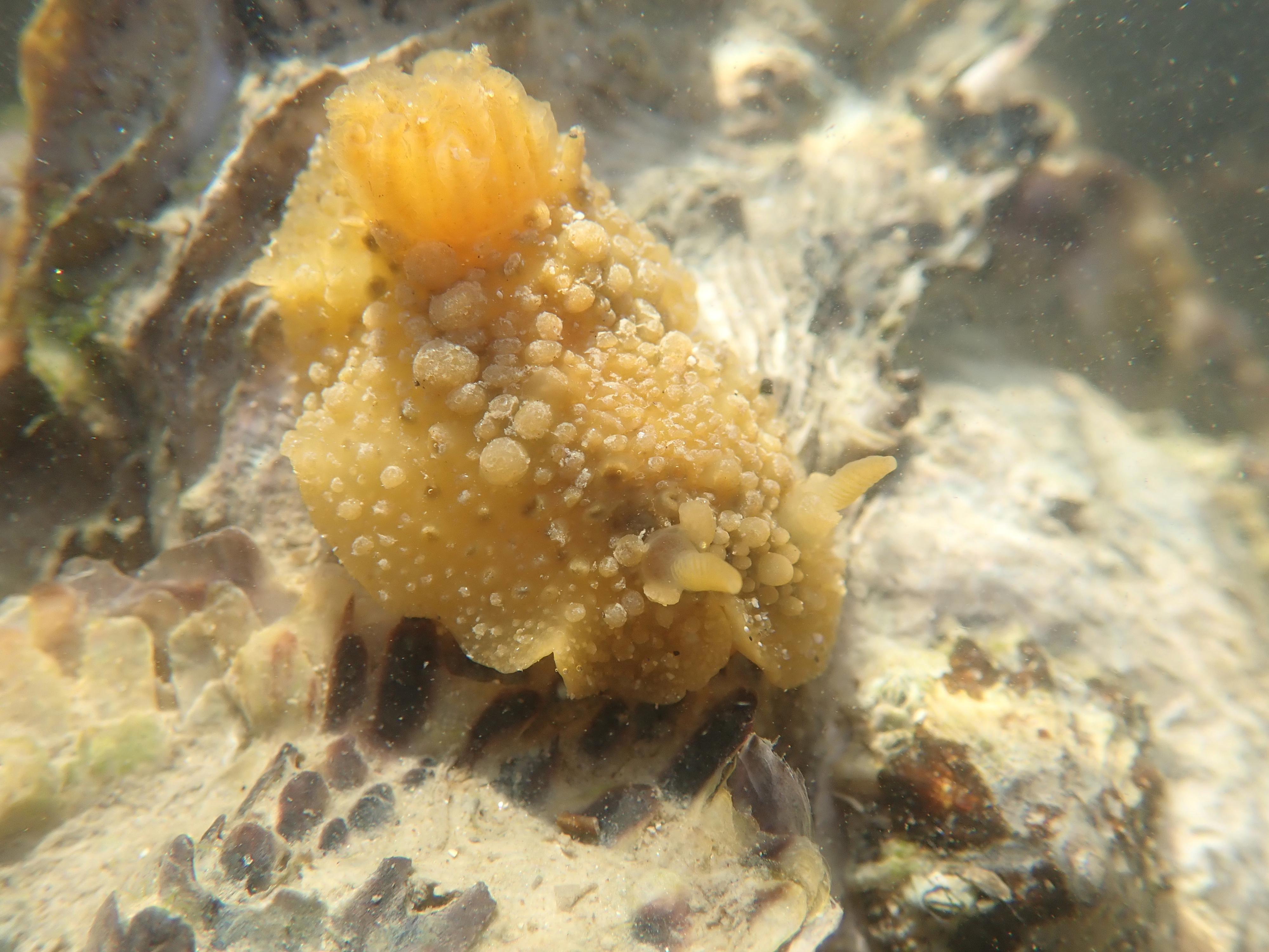 Doris verrucosa - the 'warty Doris' - exploring a bed of Pacific oysters