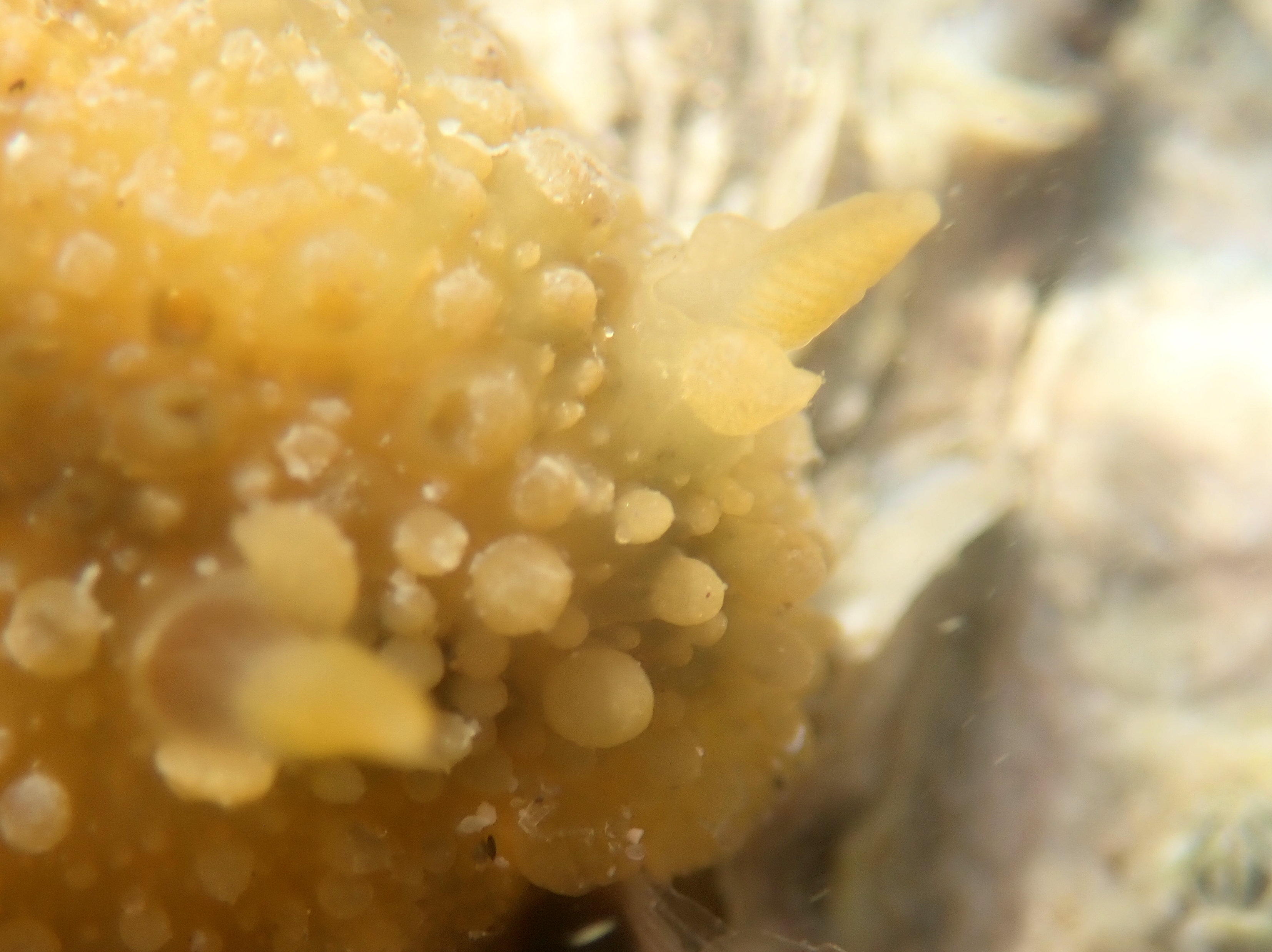 Each rhinophore on the slug's head is framed by two pairs of prominent protrusions and the gills are framed by a crown of tall protrusions.