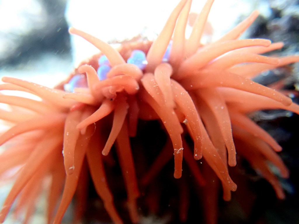 Festive Rock Pooling