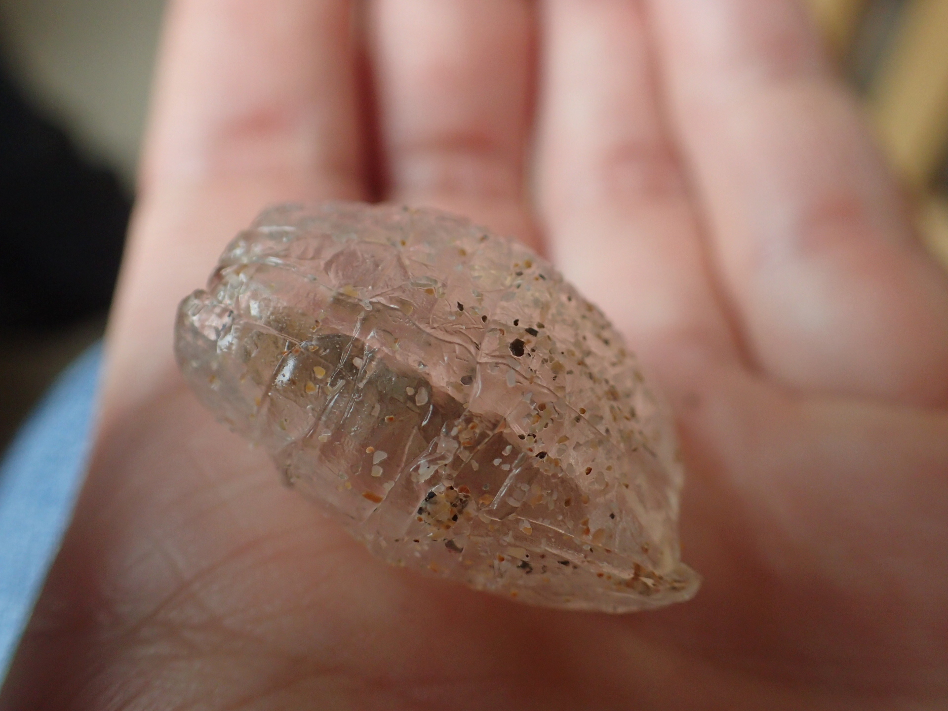 Salp - still covered in sand from the tideline