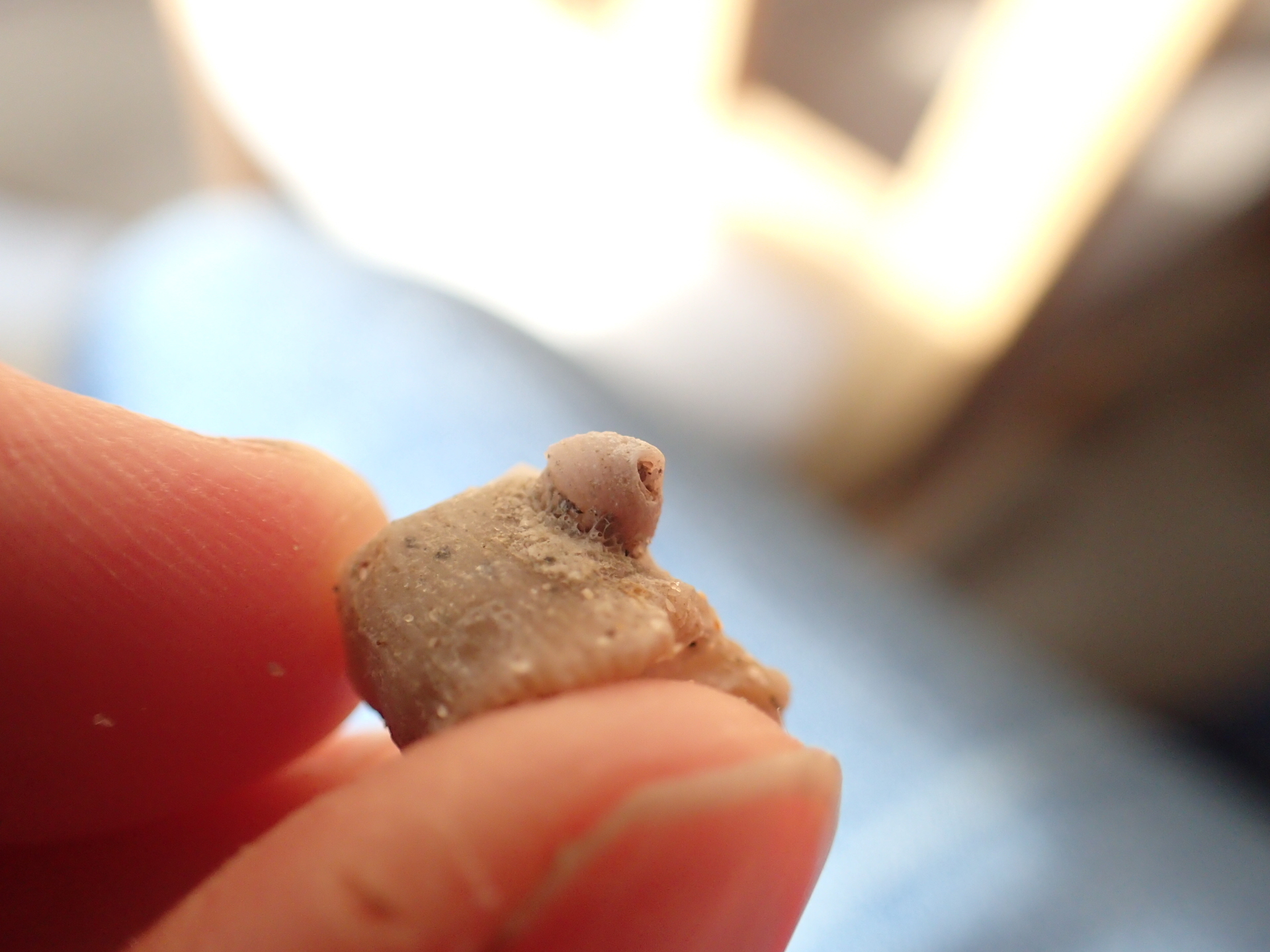Adna anglica barnacle on the side of the cup coral 'skeleton'