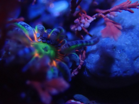 Gem anemone under UV