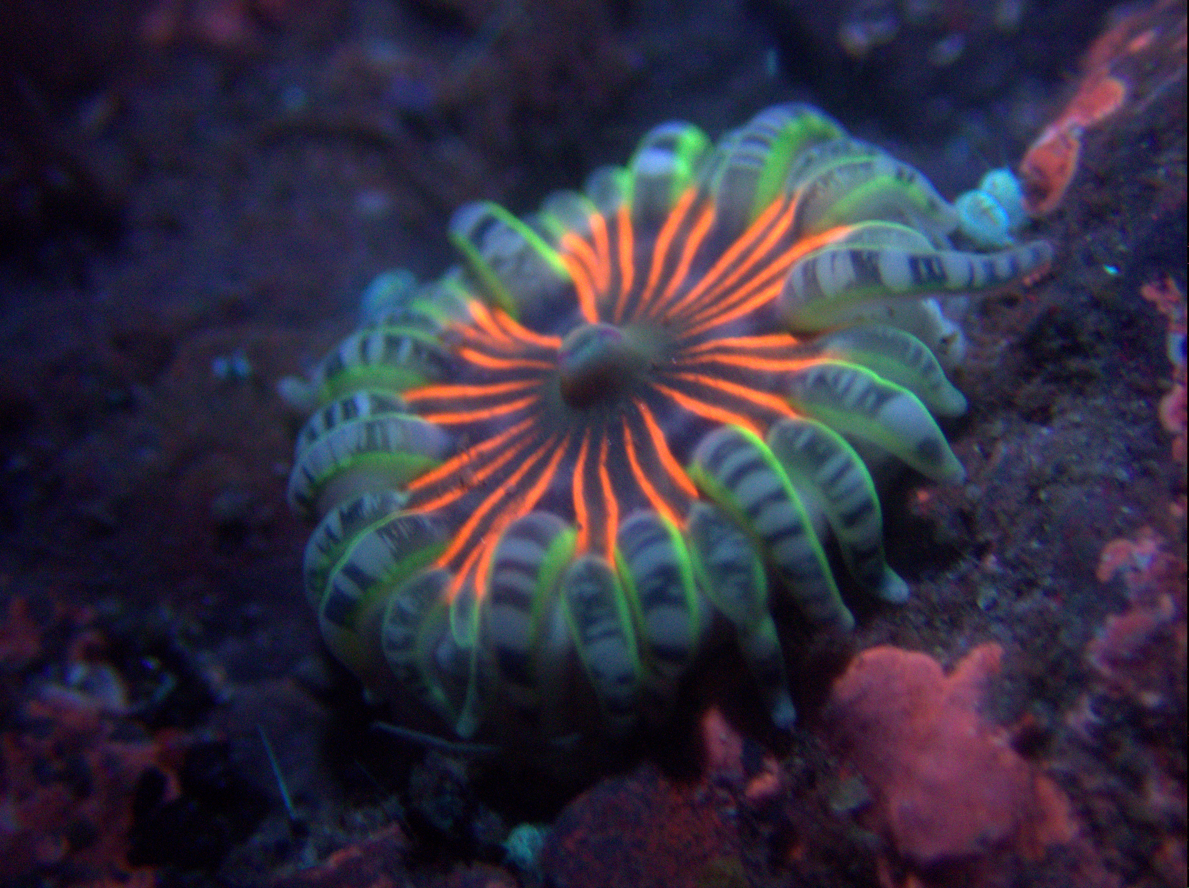 Gem anemone under UV light