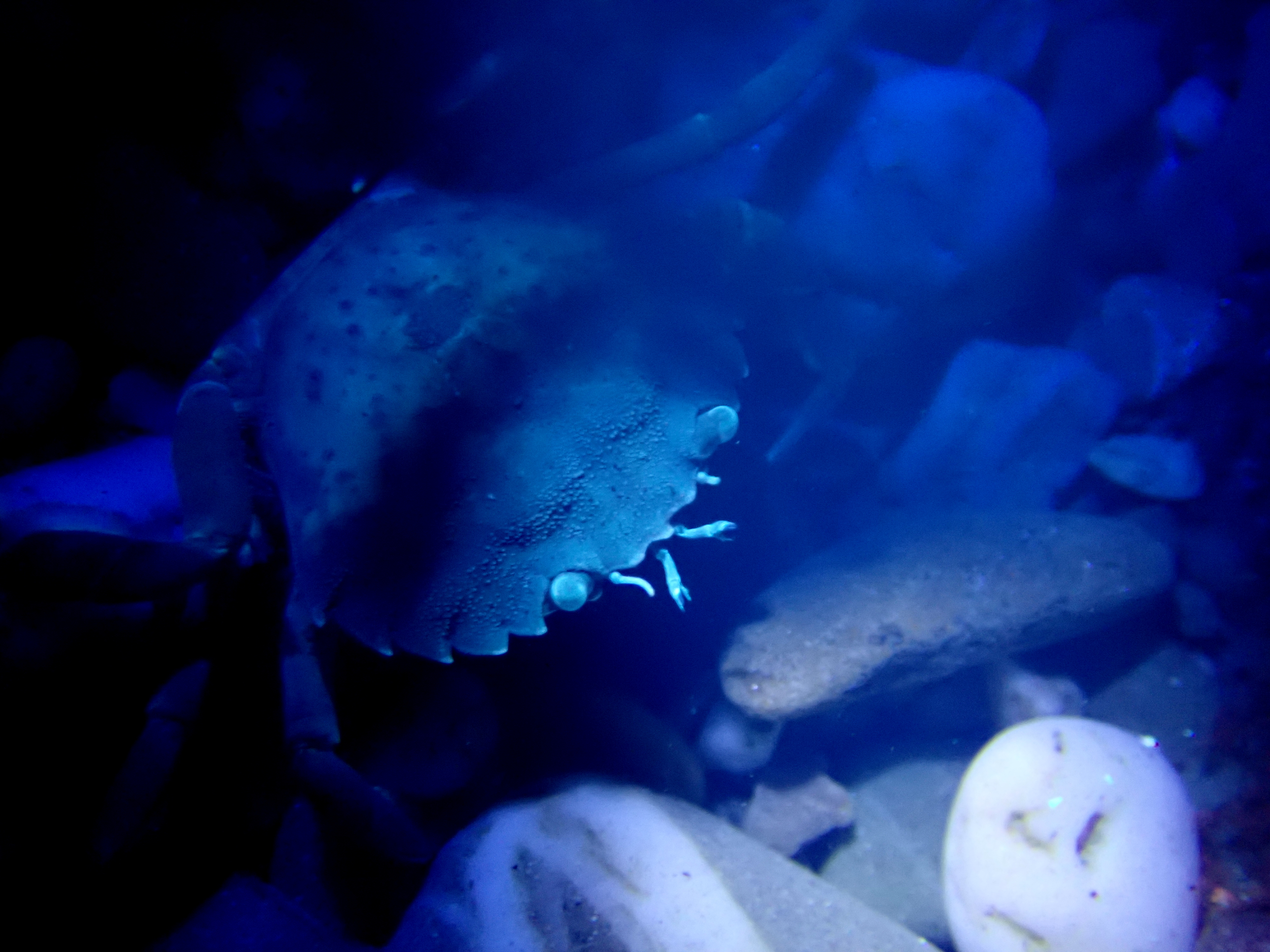 Anemones weren't the only animals out in the moonlight - this green shore crab glowed blue under the UV torch.