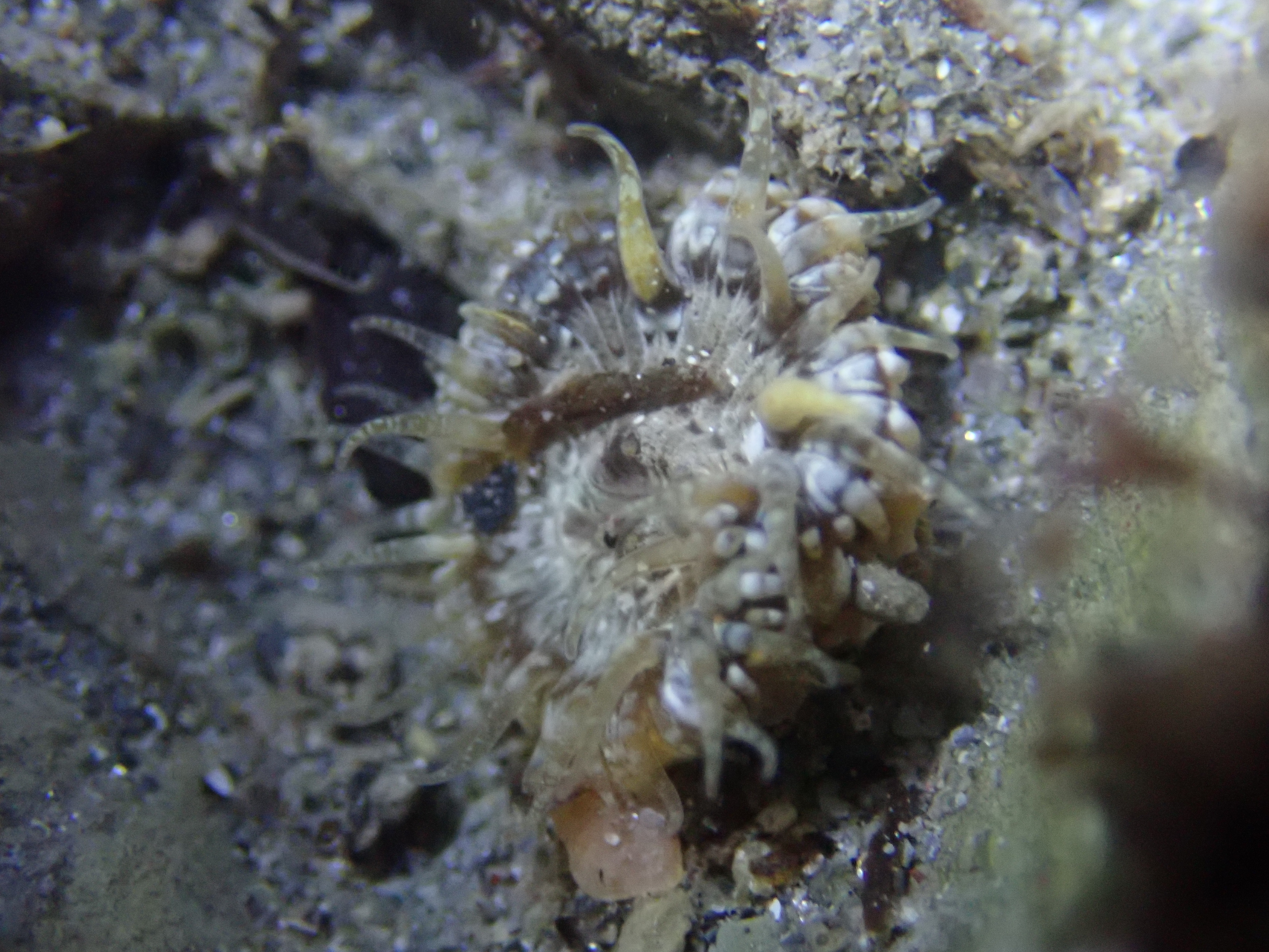 The same Sagartia troglodytes anemone under normal torchlight is much harder to see among the sediment.