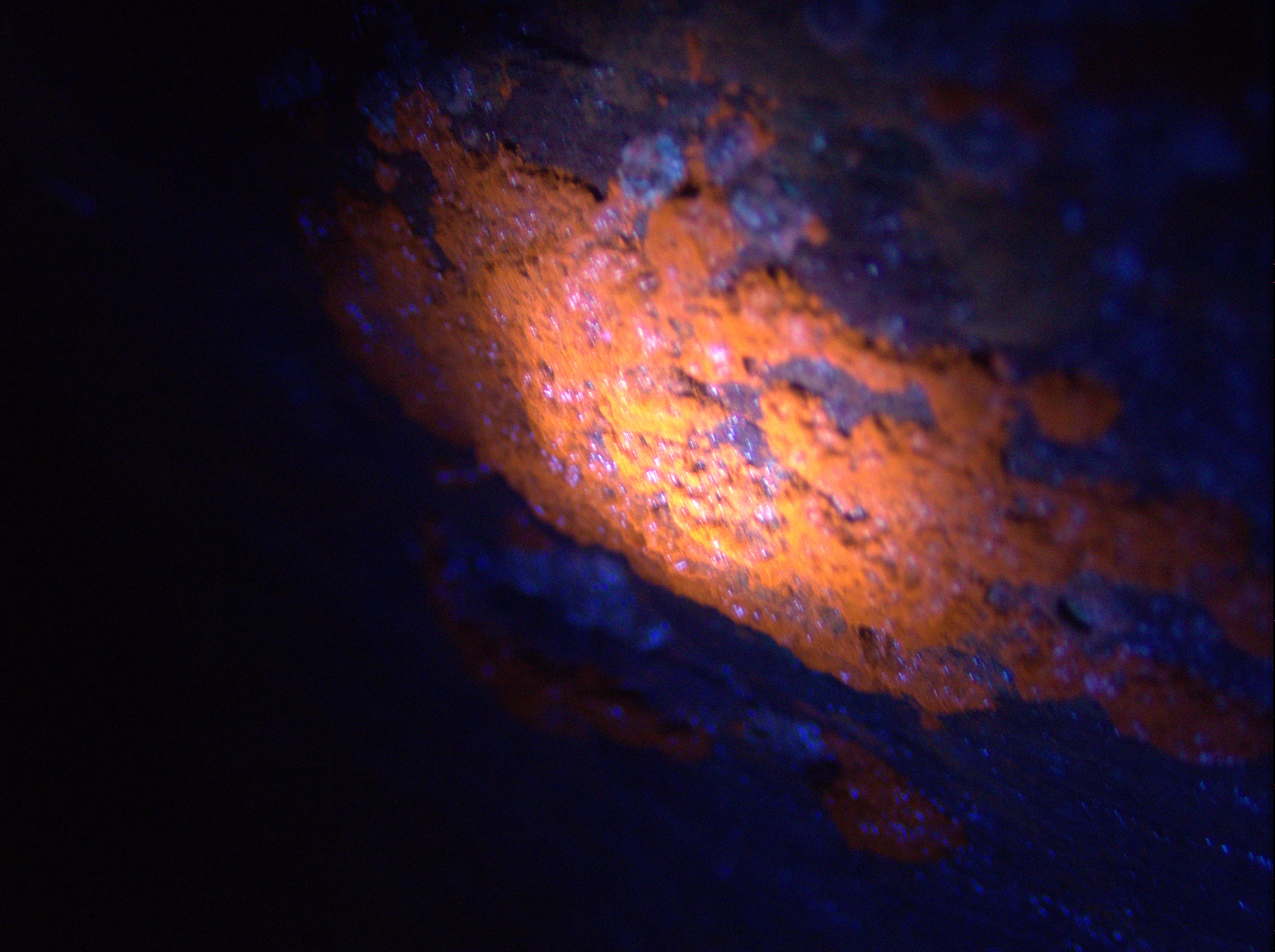 Junior's orange-glowing sponge or seaweed