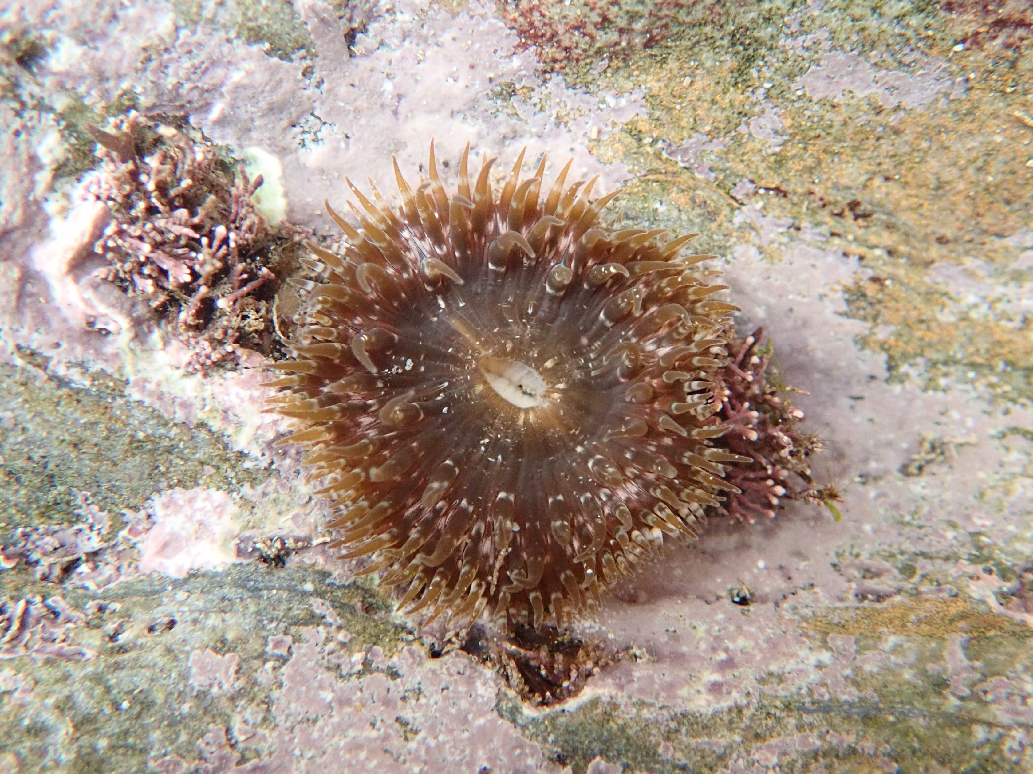 Daisy anemones have many layered tentacles, like daisy petals and come in all sorts of colours.