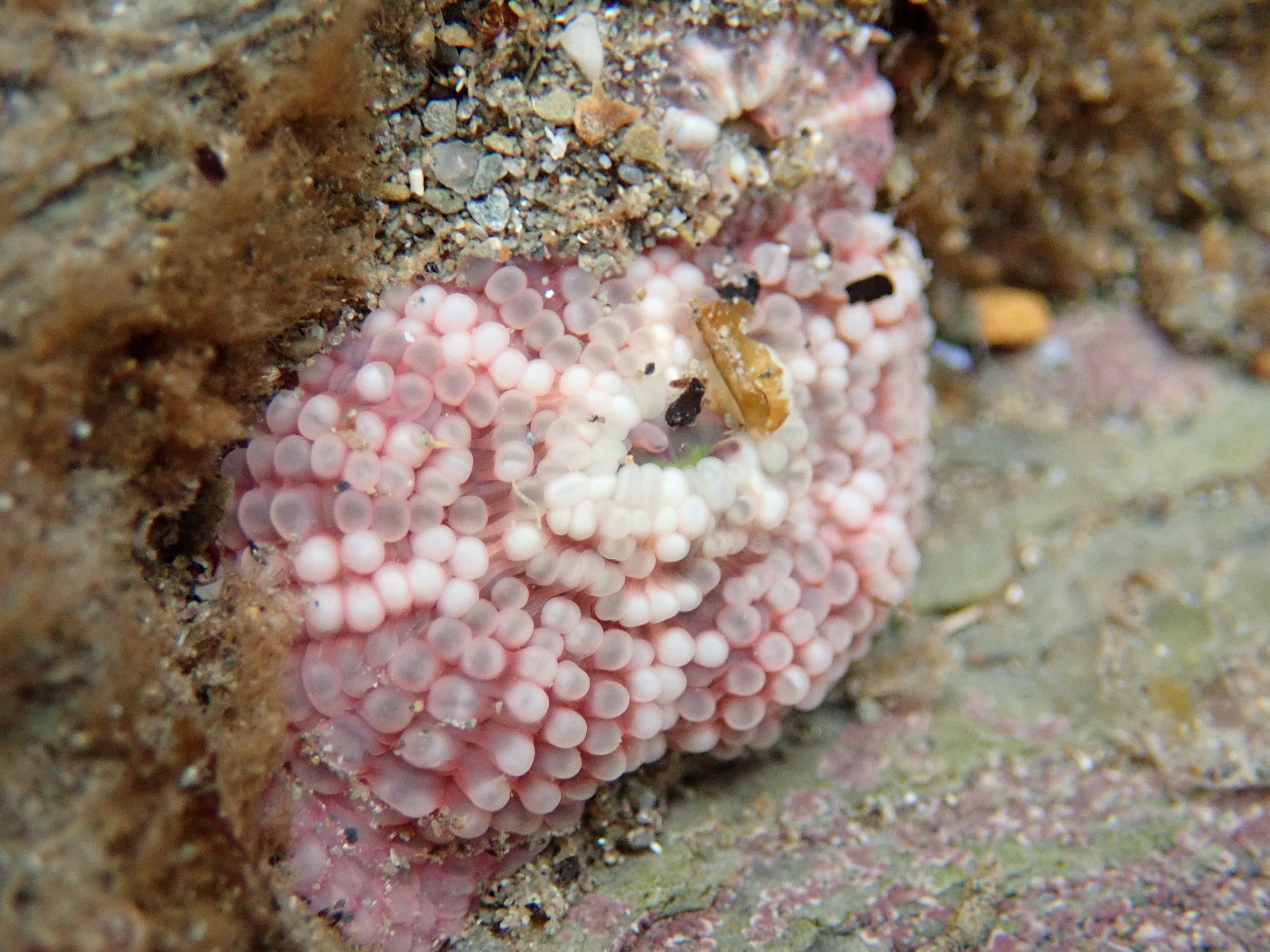 When retracted gem anemones look rather like an urchin test with a warty surface and white stripes down their sides.