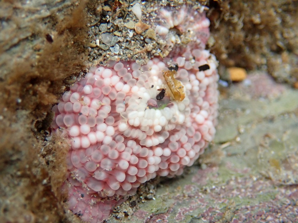 When retracted gem anemones look rather like an urchin test with a warty surface and white stripes down their sides.