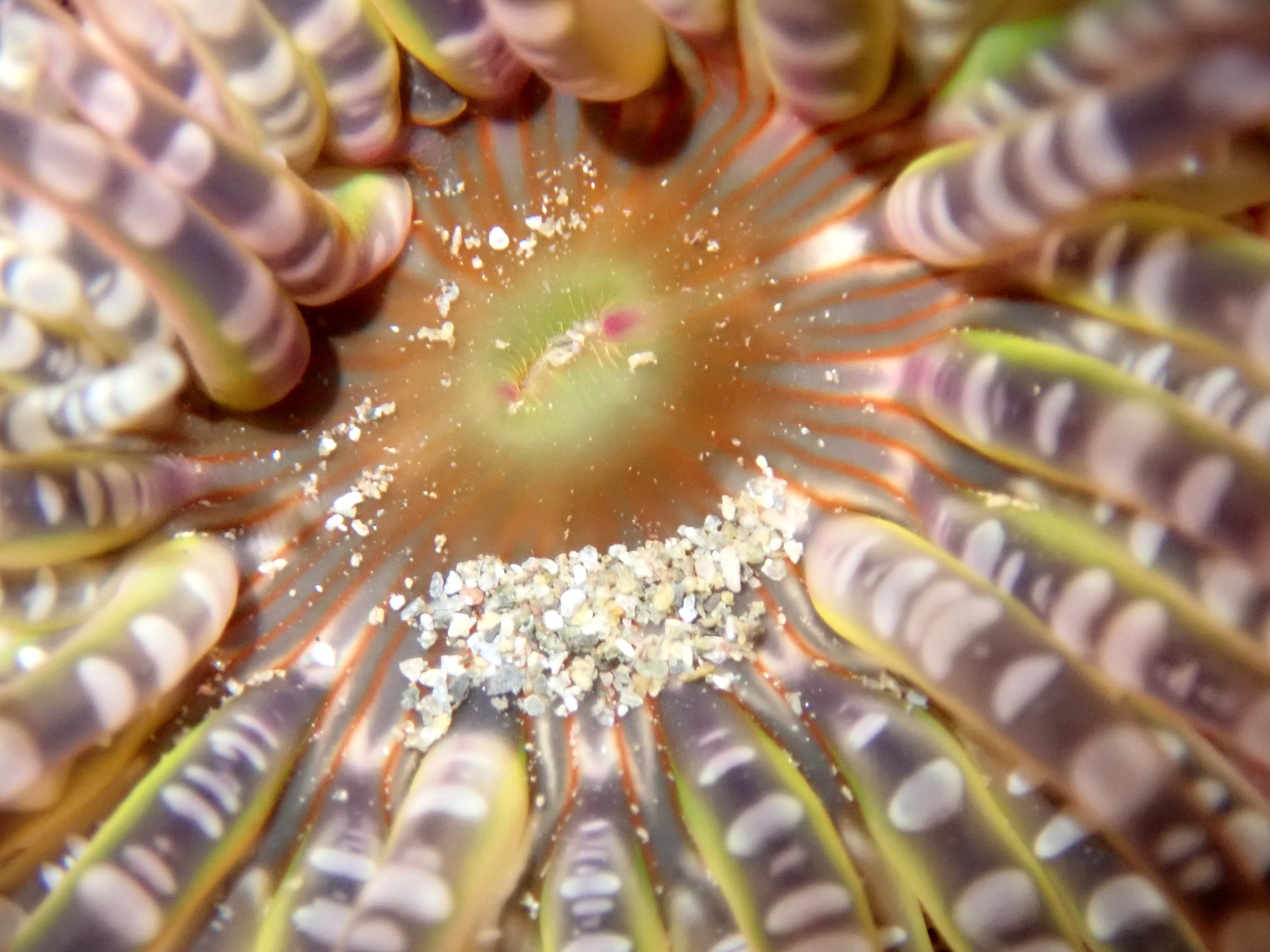The mouth of the gem anemone