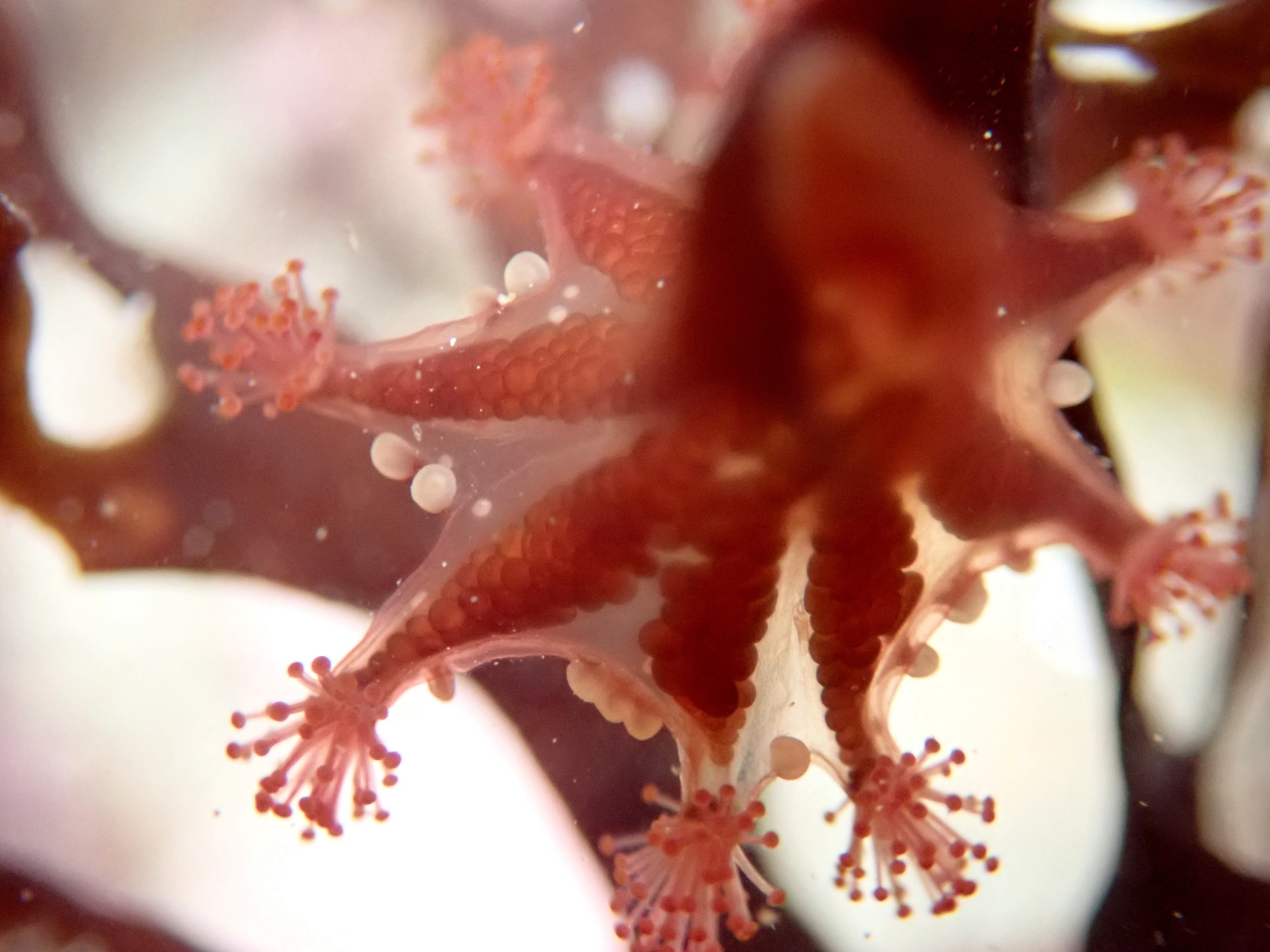 I've sometimes seen a stalked jelly with one extra primary tentacle blob between its arms, but this one had lots of extras.