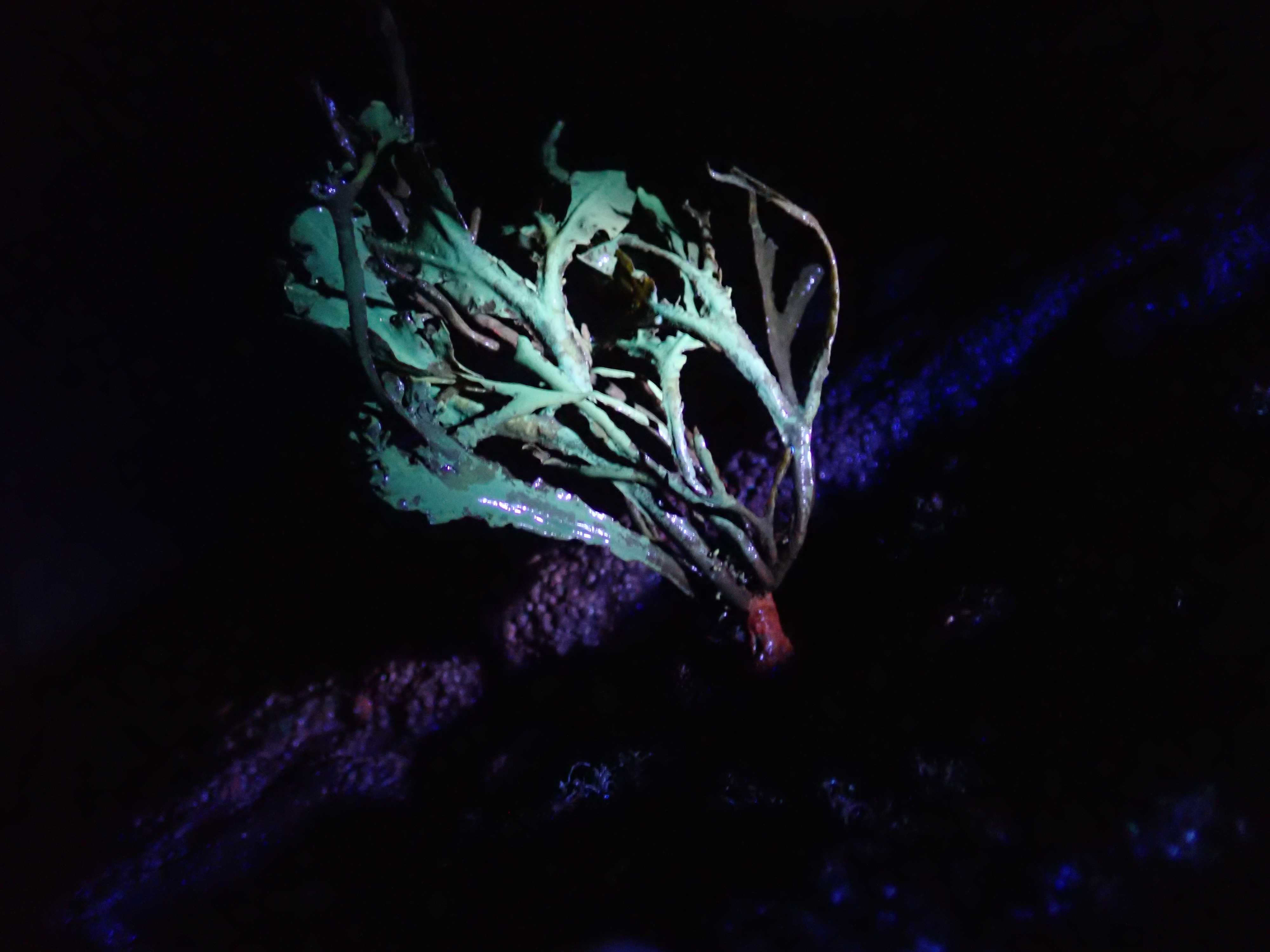 Brown seaweed glowing green in places - presumably coated in a microalgae