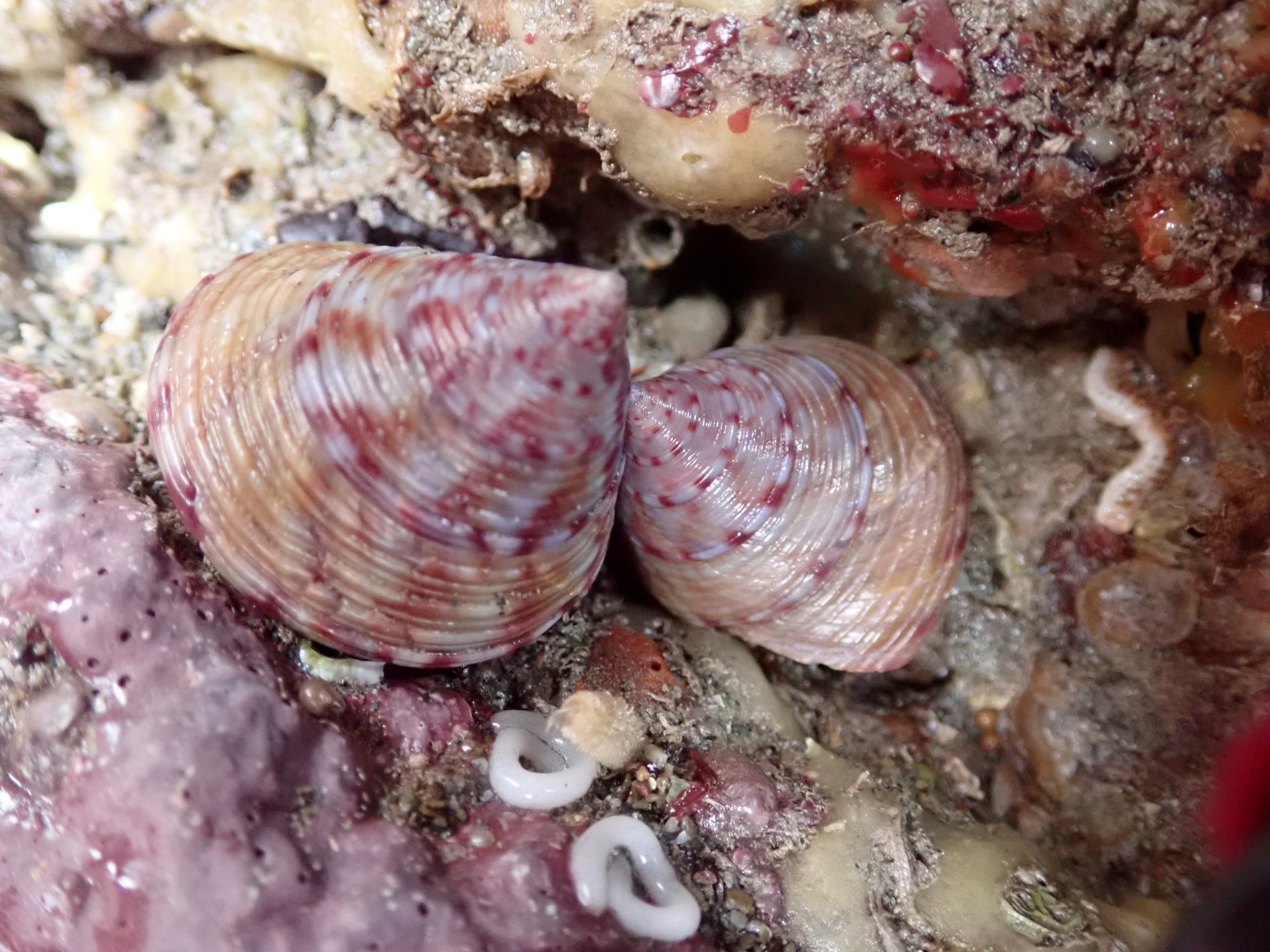 Painted topshells and a sea slug laying eggs - spring arrives early in the Cornish rock pools.