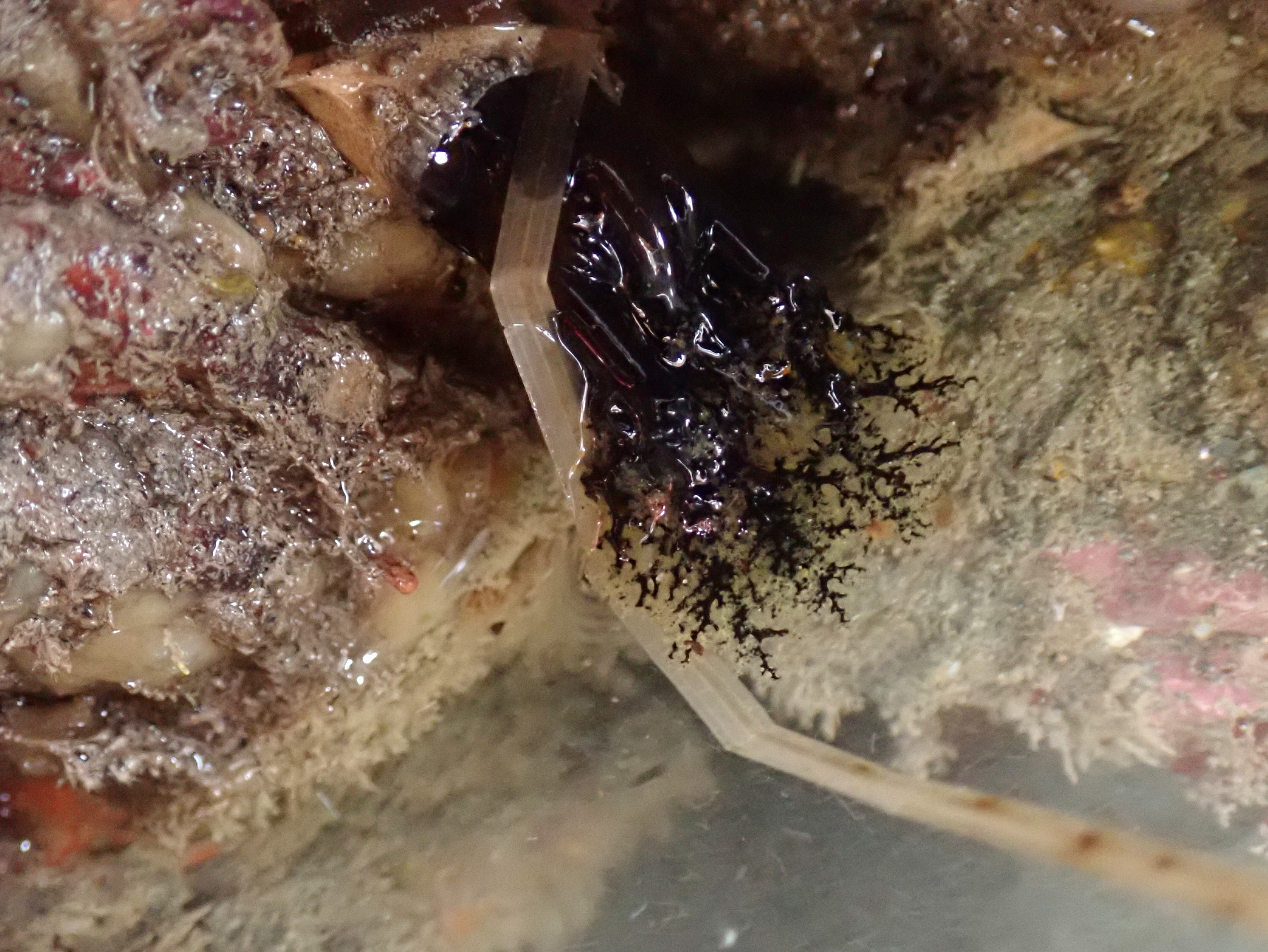 Brown sea cucumber feeding tentacles