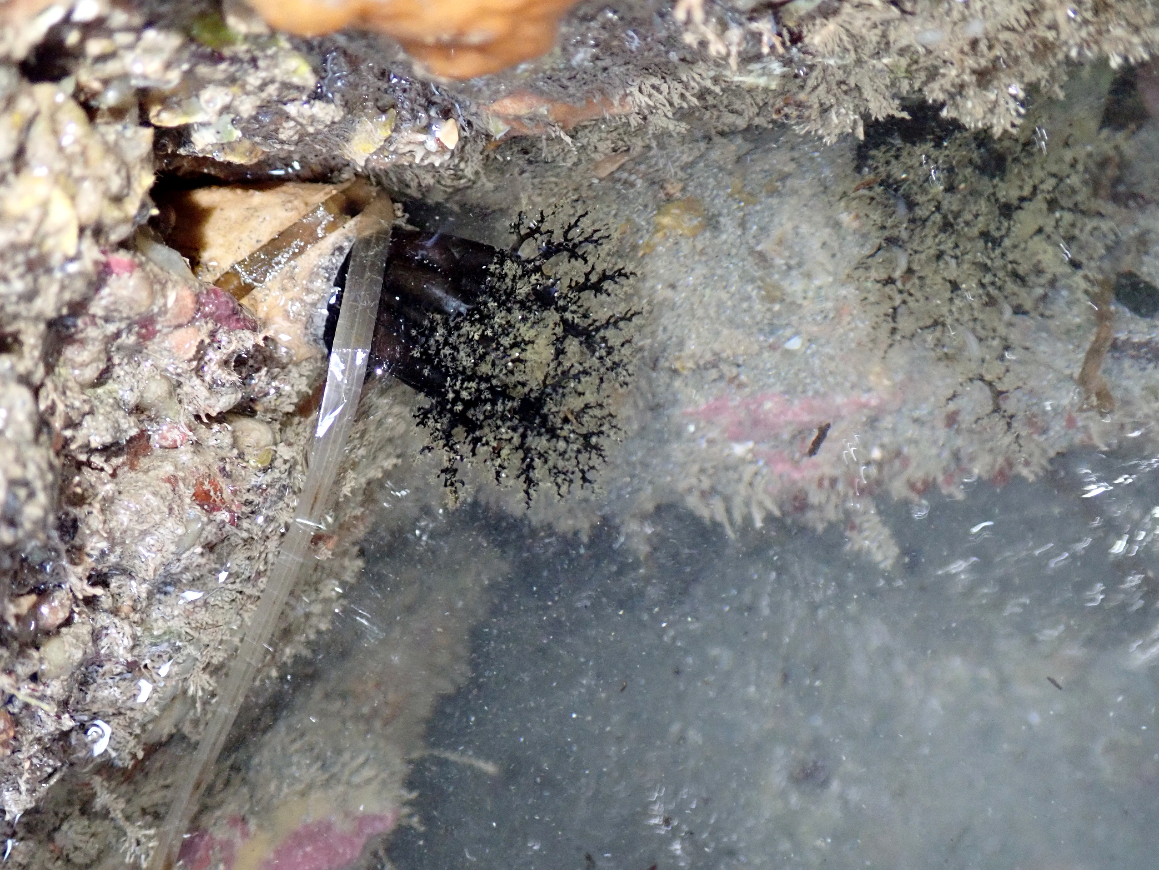 Brown sea cucumbers (Aslia lefevrei) feeding in the pool.