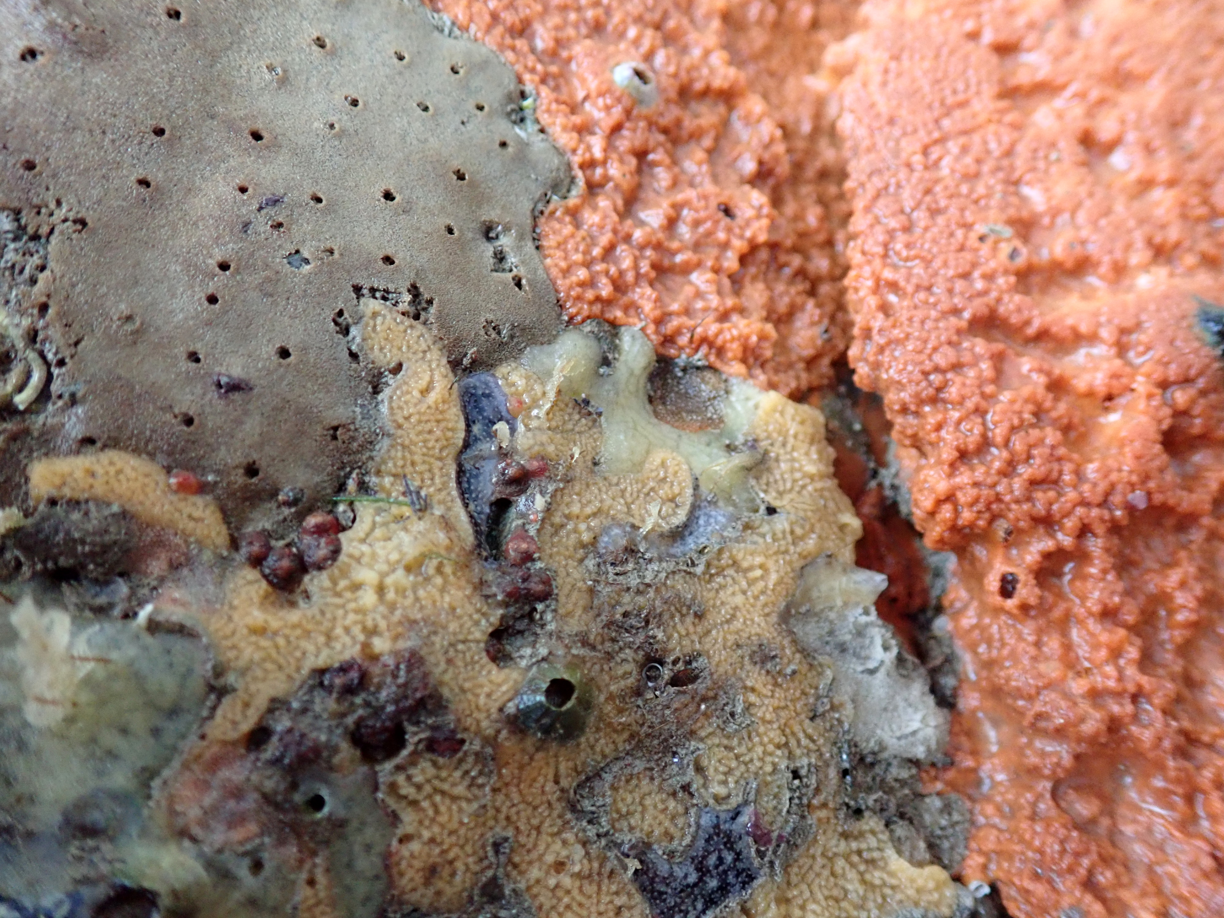 The overhang is coated in animal life including sponges, sea squirts and barnacles.