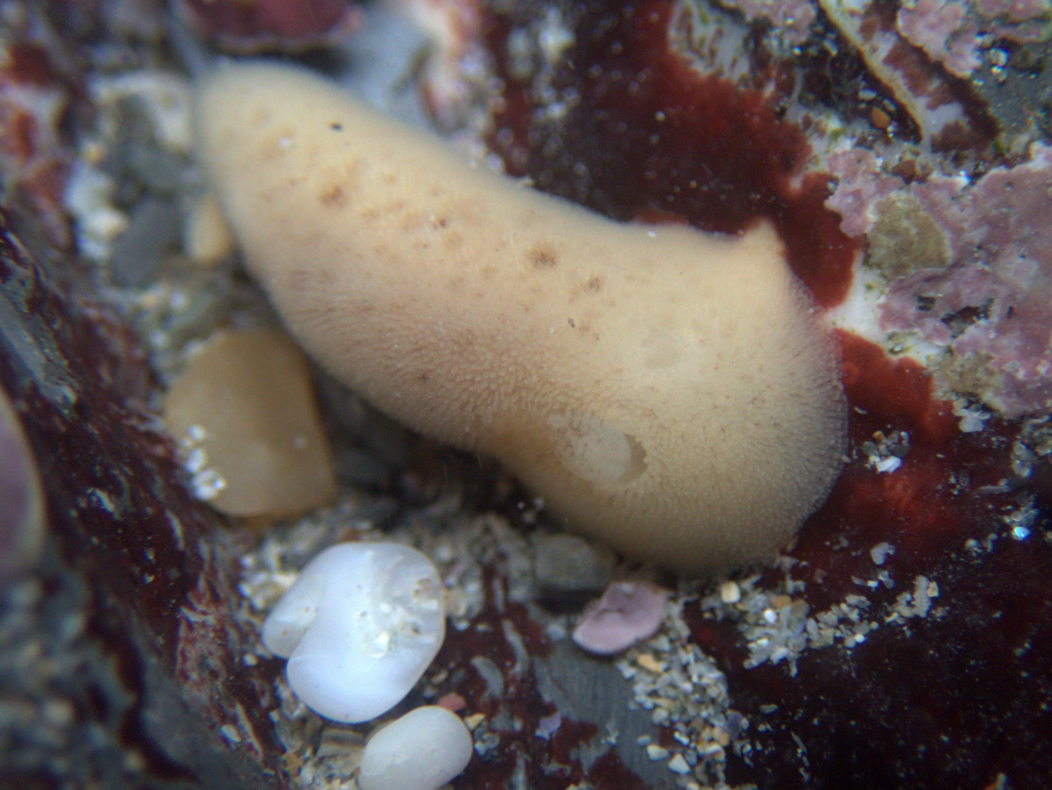 A fuzzy-looking Jorunna tomentosa sea slug