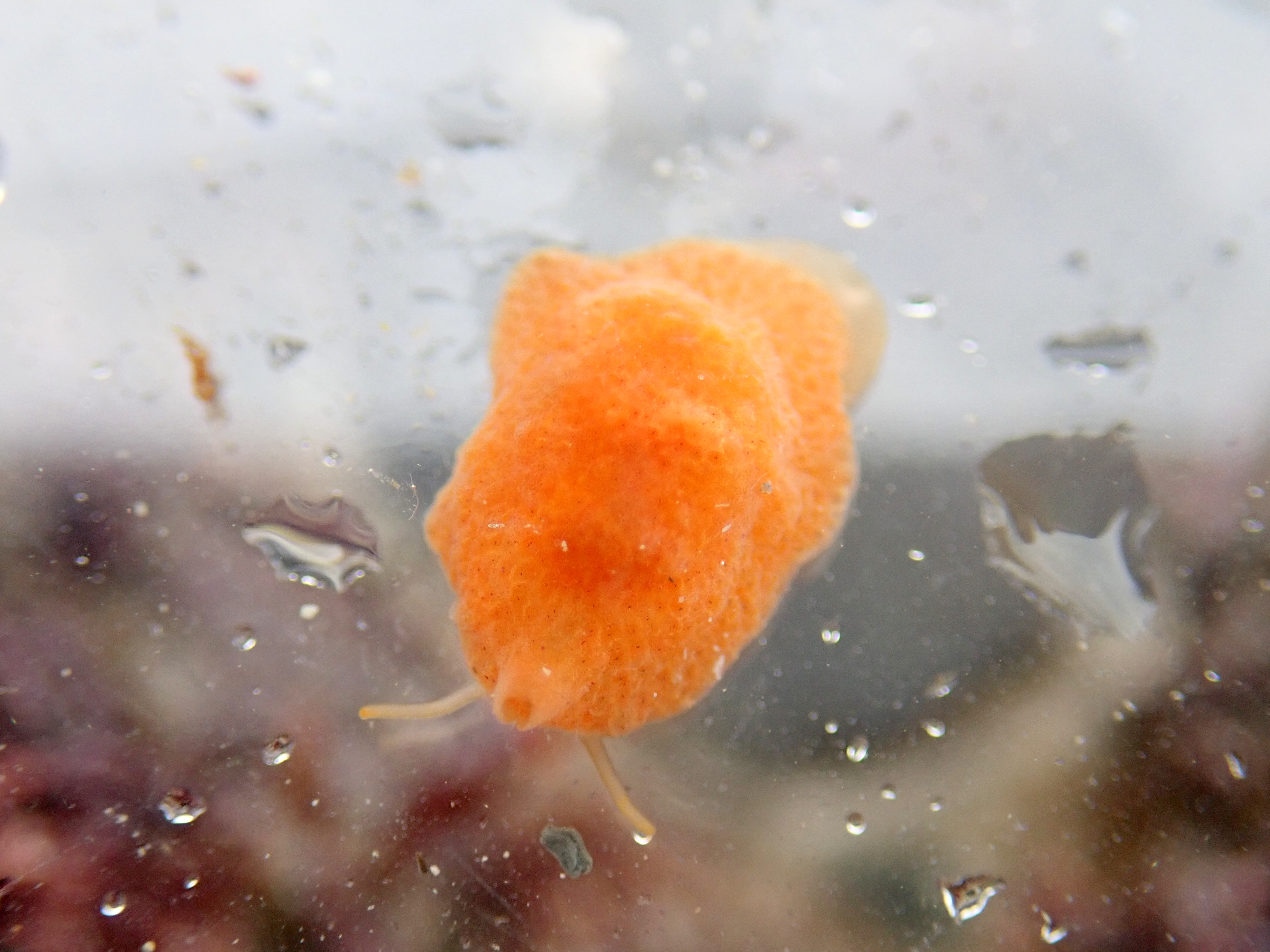 Strange and colourful - the Lamellaria perspicua is one of our favourite finds of the day.