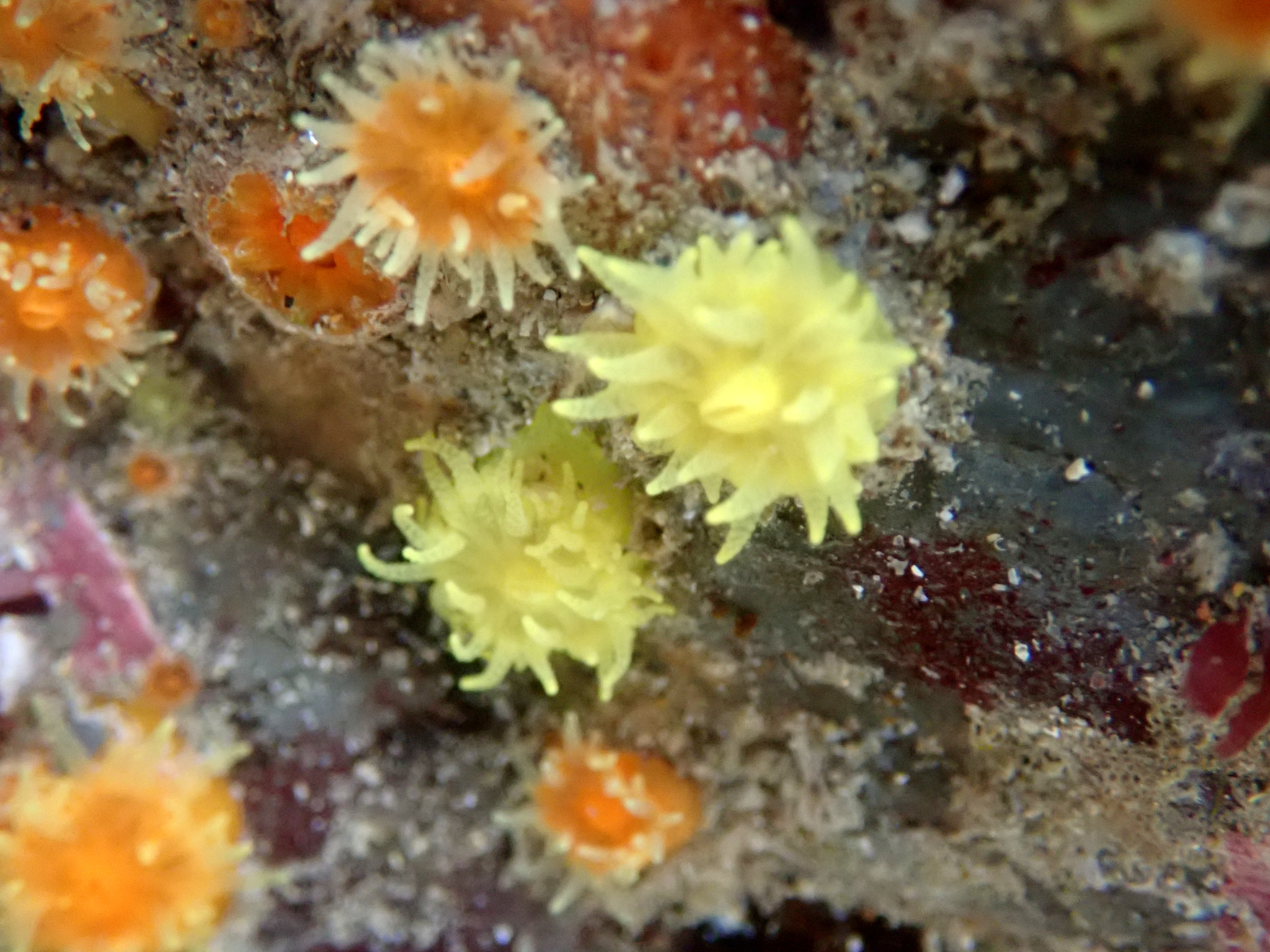 Scarlet and gold cup corals at Porth Mear - showing both the yellow and the orange varieties.