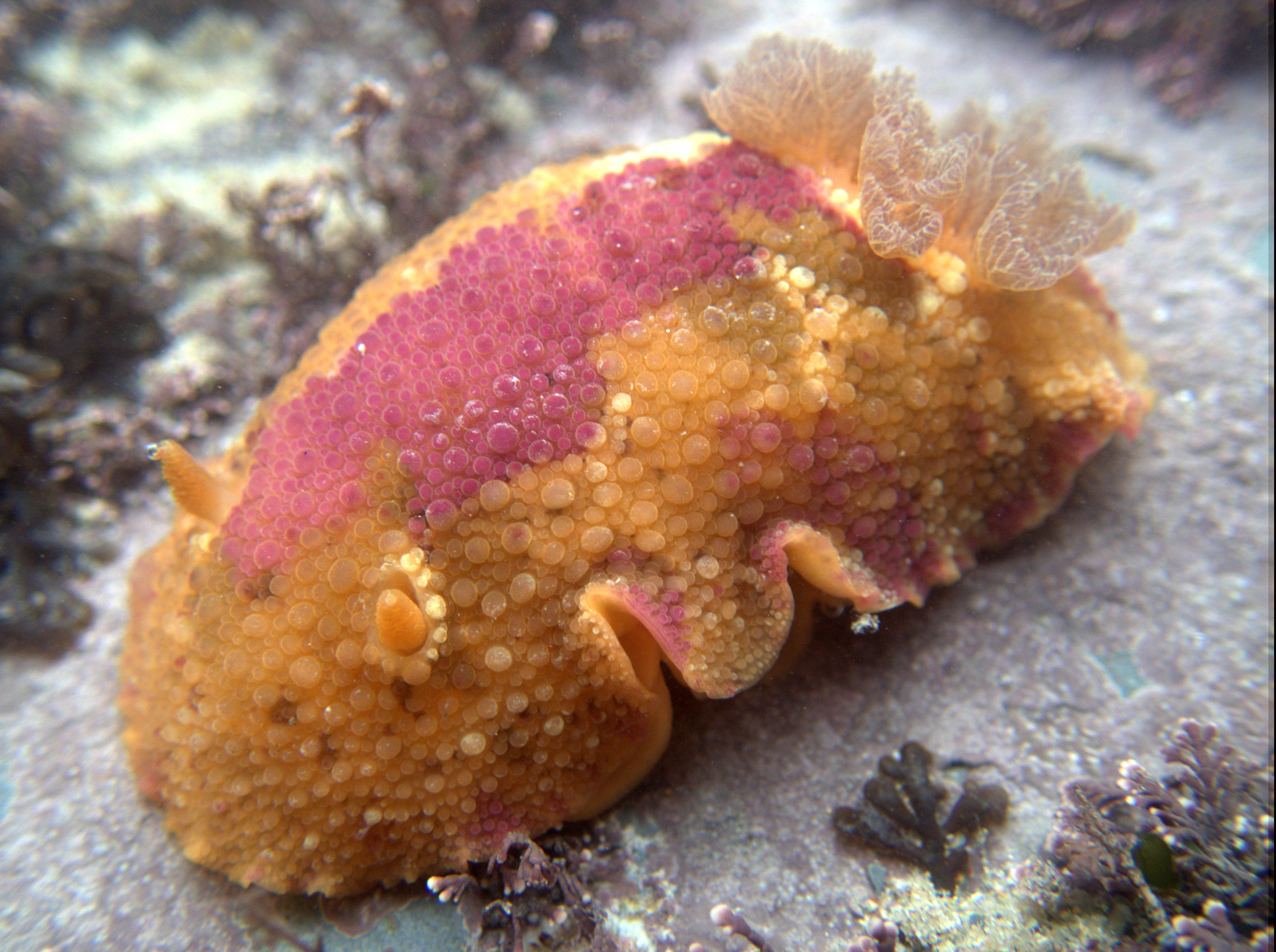 In the water the sea lemon's rhinophores and frilly gills emerge and we can see its wonderful colours