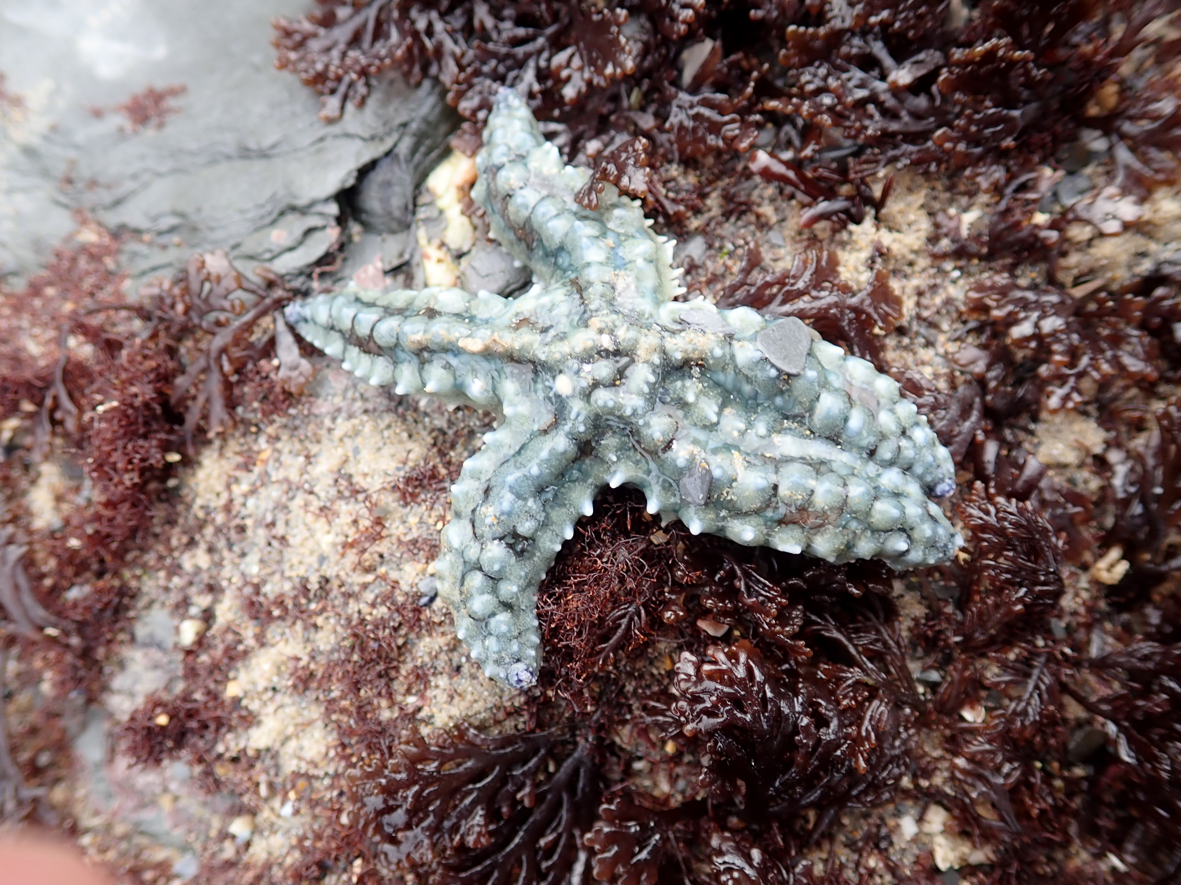 Spiny starfish at Porth Mear near Porthcothan