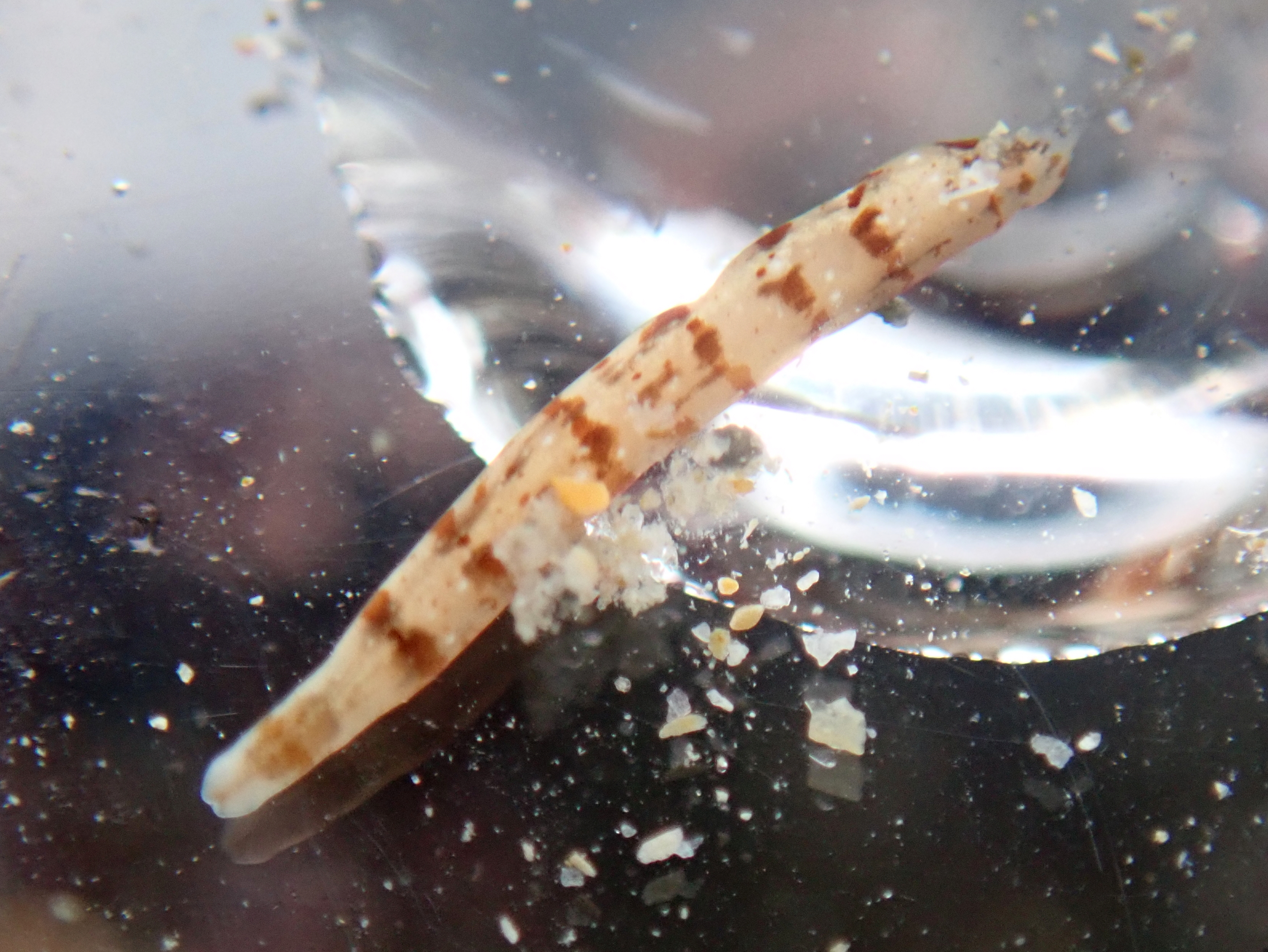 This colourful worm, which I think is Oerstedia dorsalis, was only around 1cm long