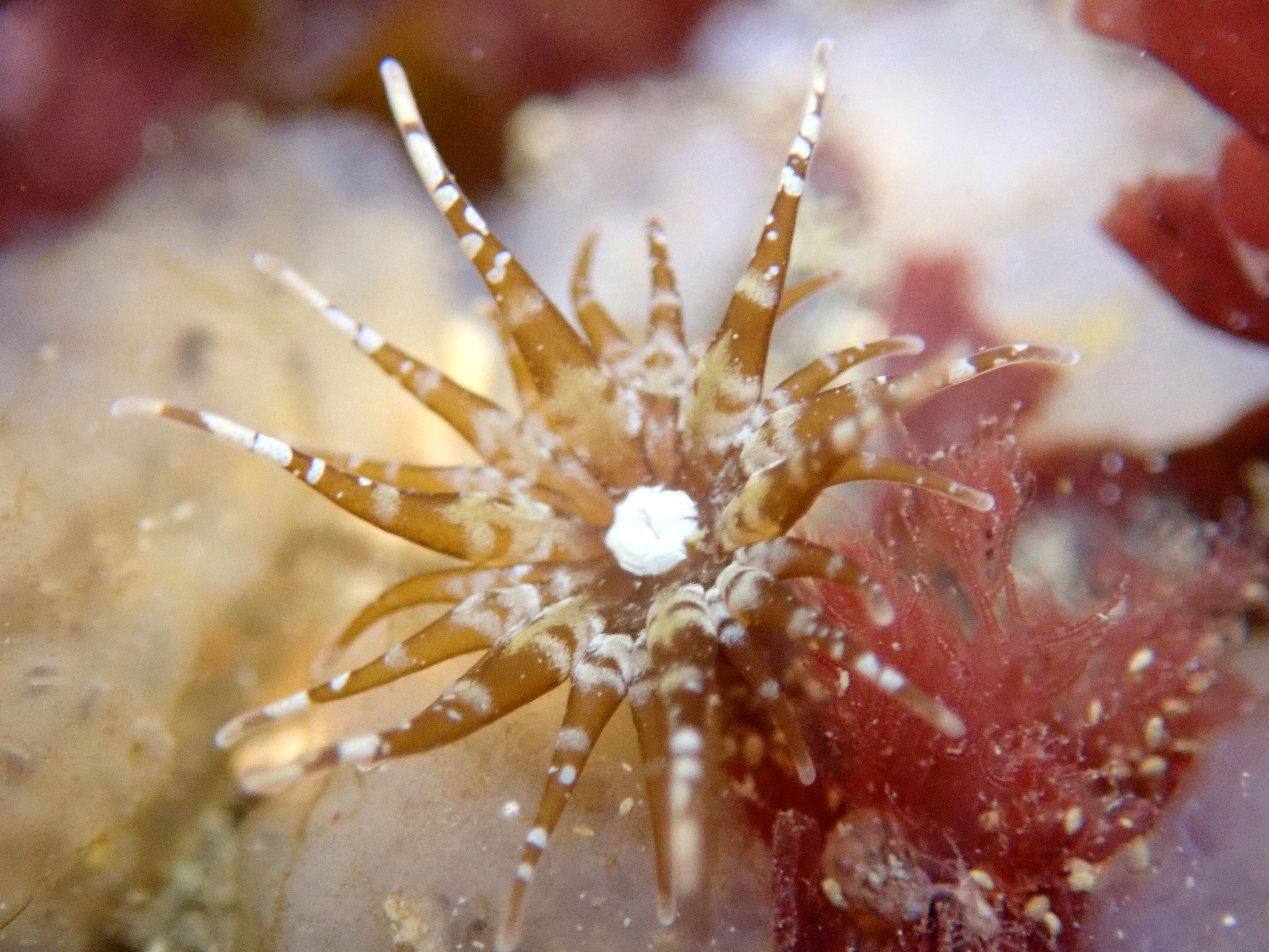 An especially small anemone growing on rainbow wrack.