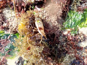 Catshark egg case among the seaweed