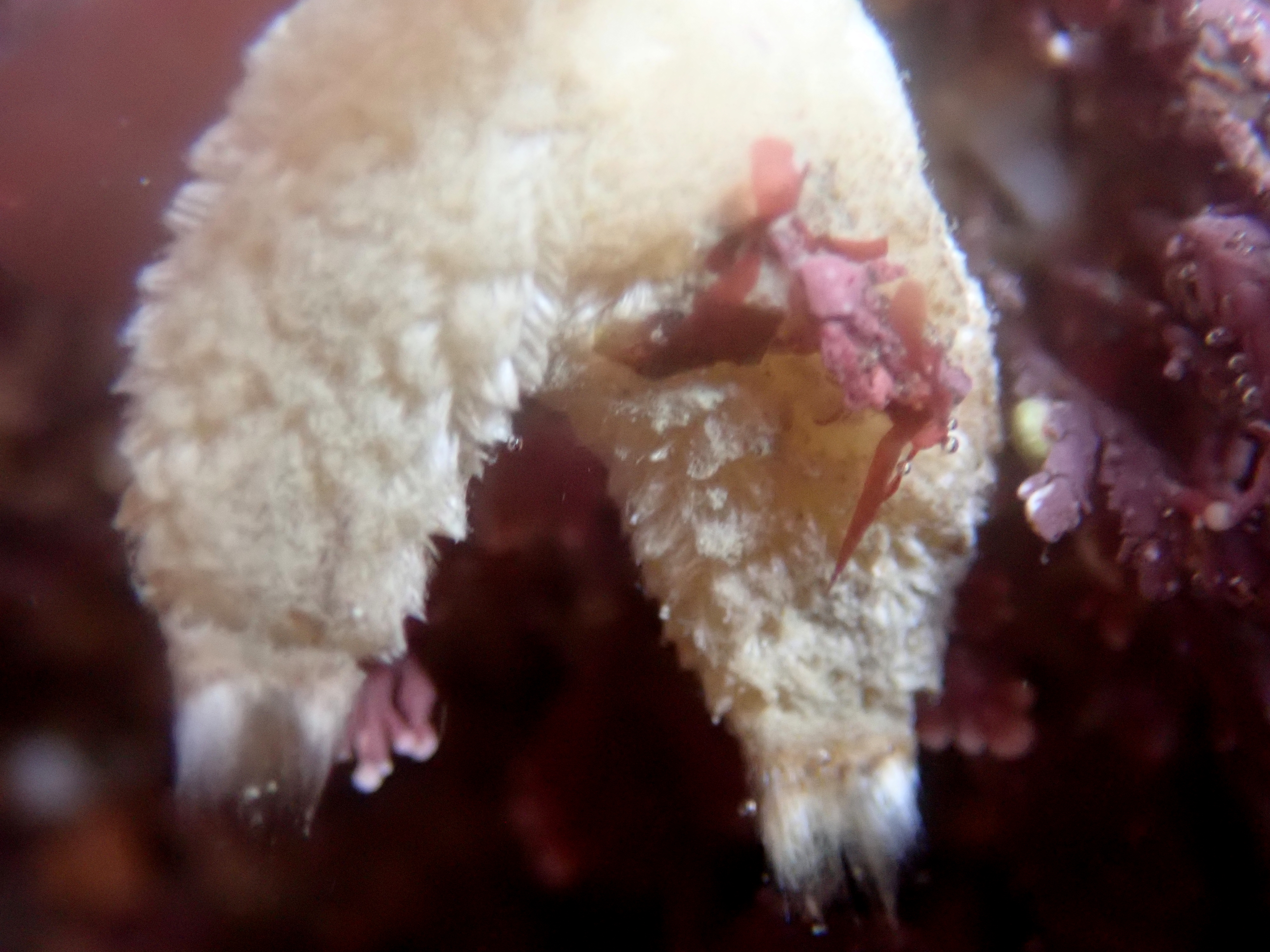 An especialy hairy purse sponge - presumably just a variant of Sycon ciliatum