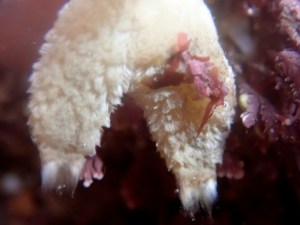 An especialy hairy purse sponge - presumably just a variant of Sycon ciliatum