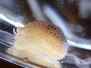A lovely little Lamellaria snail, likely Lamellaria latens