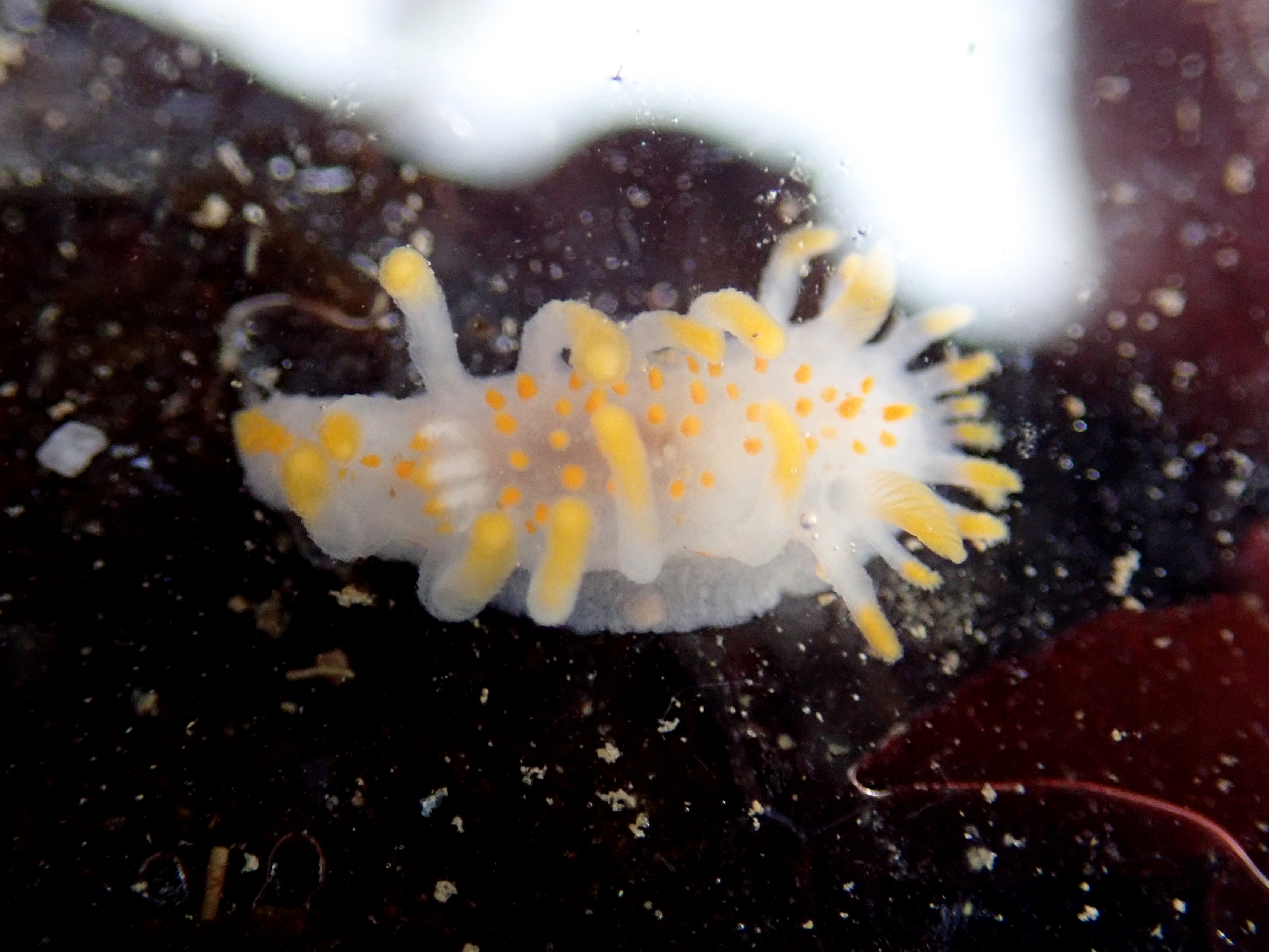 Limacia clavigera sea slug at Prisk Cove