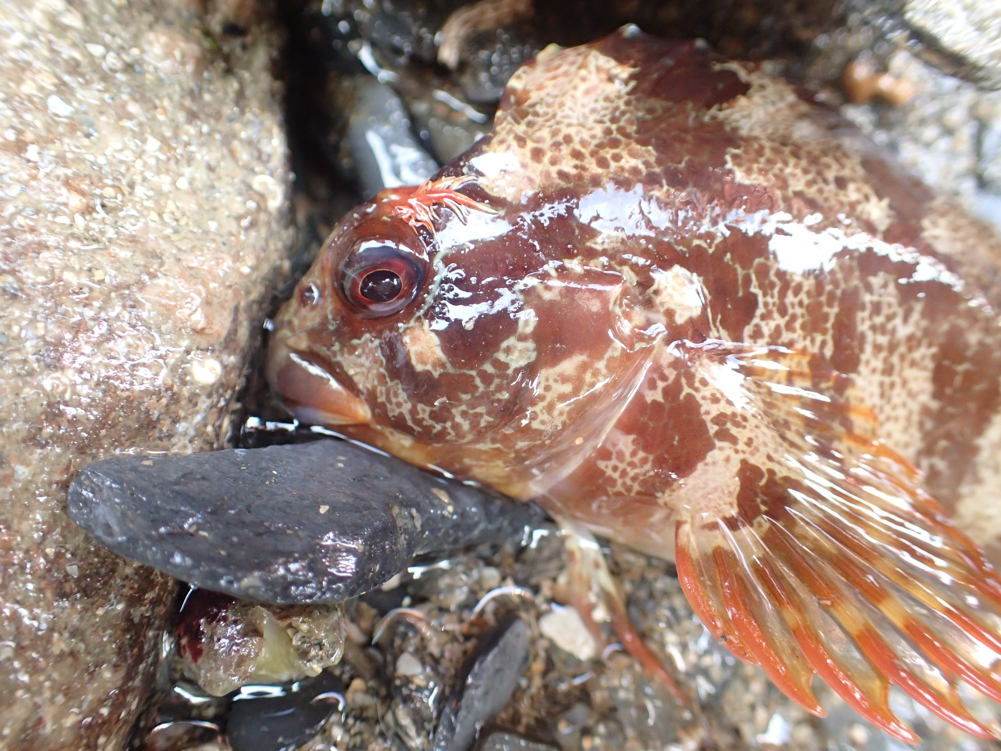 Tompot blenny