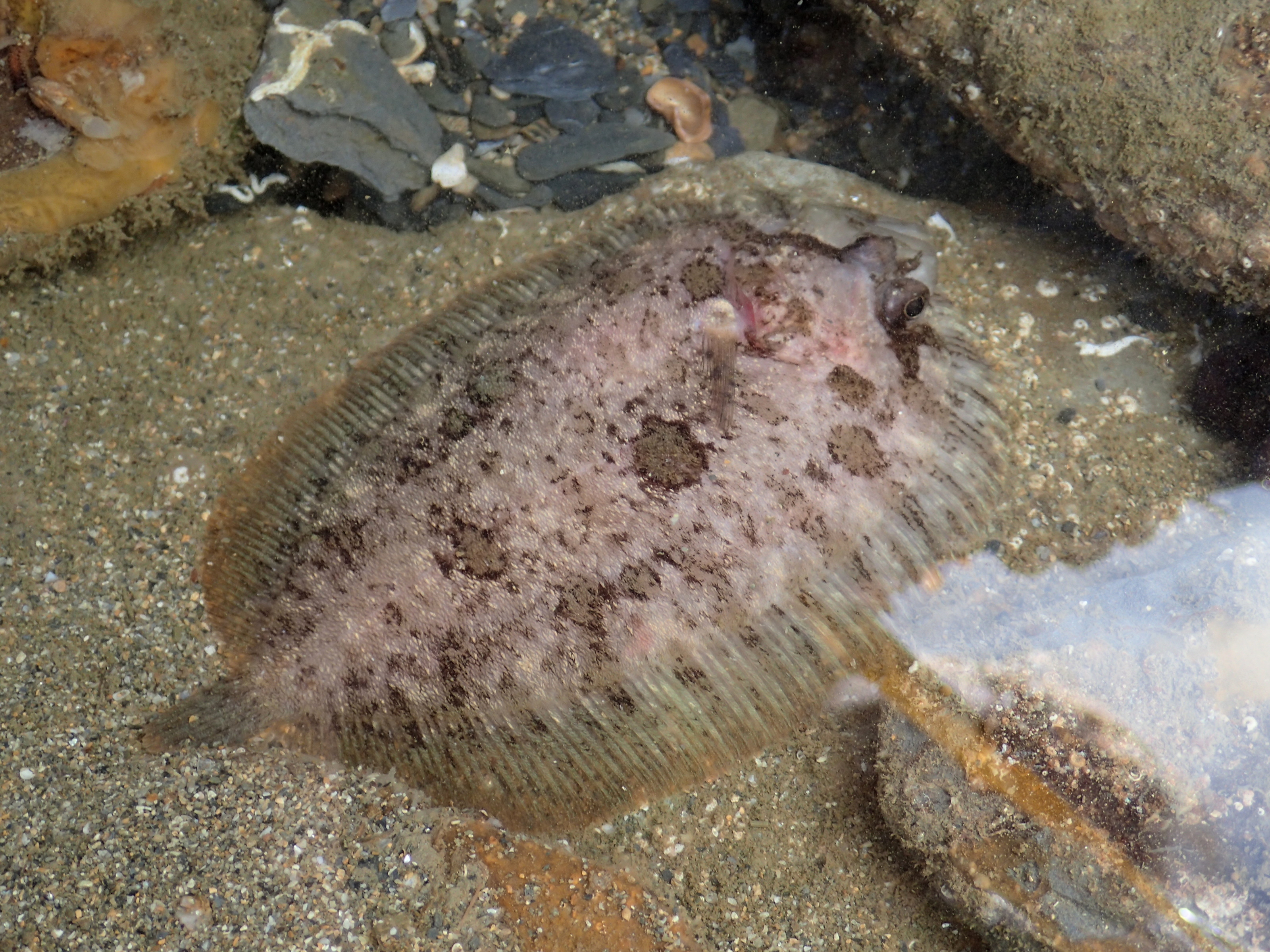 Topknot flatfish resting on a rock