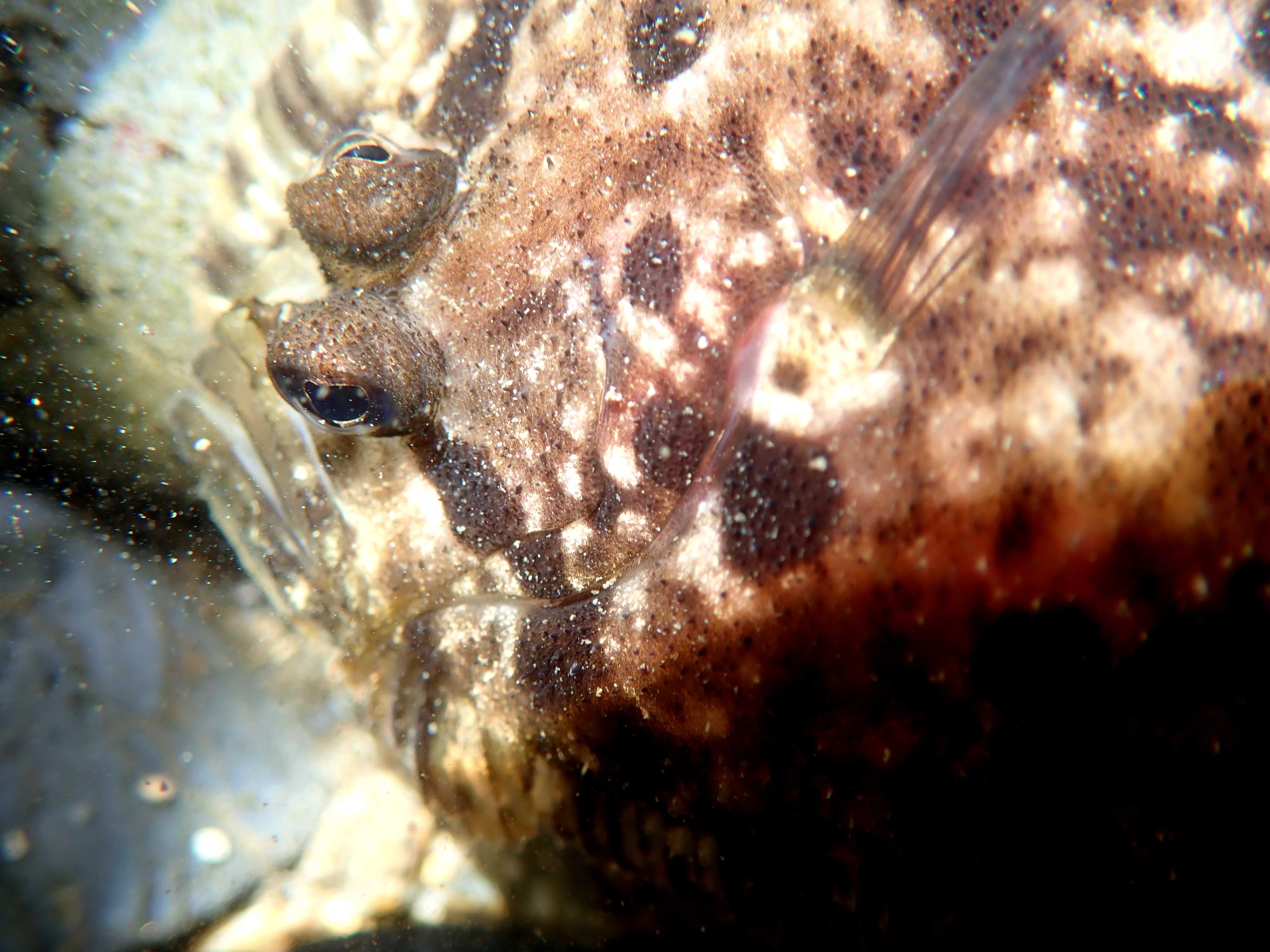 Flatfish like this topknot have their mouth set on one side of their head.