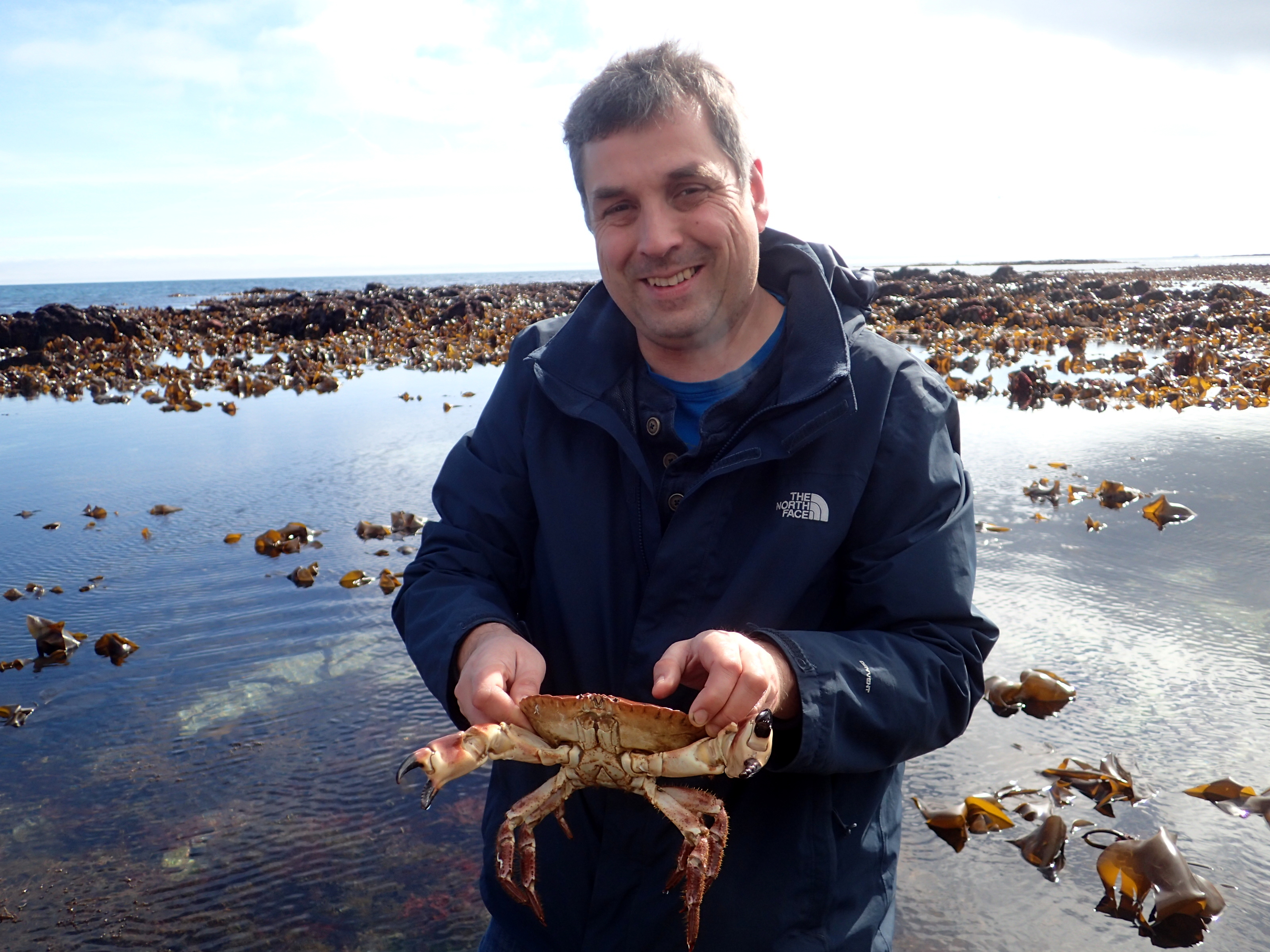 Edible crab at Prisk Cove