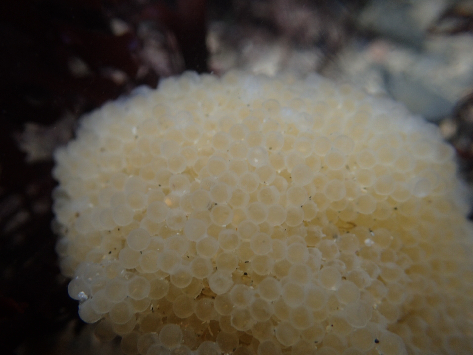 Fish eggs by Cornish Rock Pool Junior - these were floating in a pool, unattached to anything.