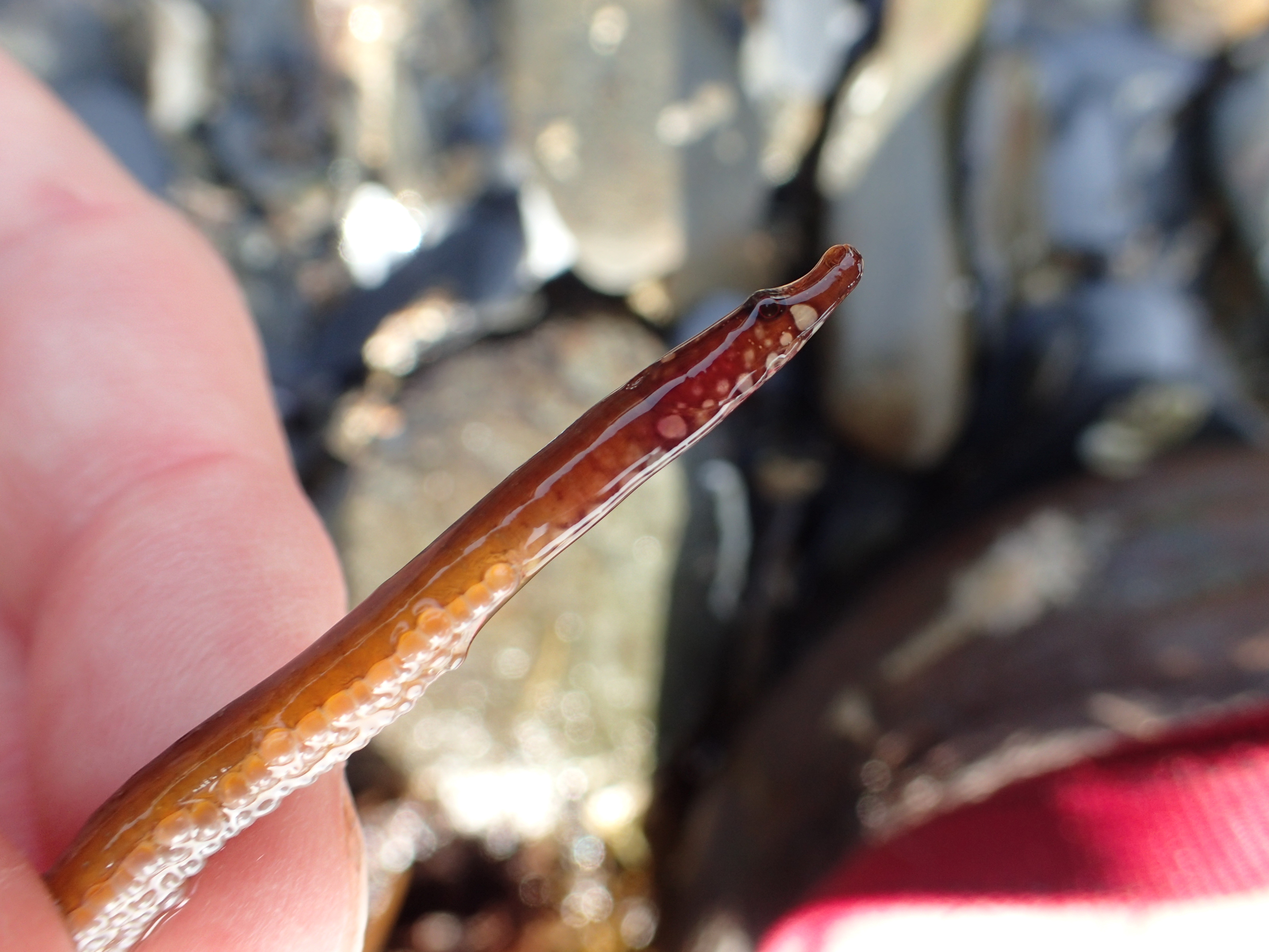 Male worm pipefish with eggs