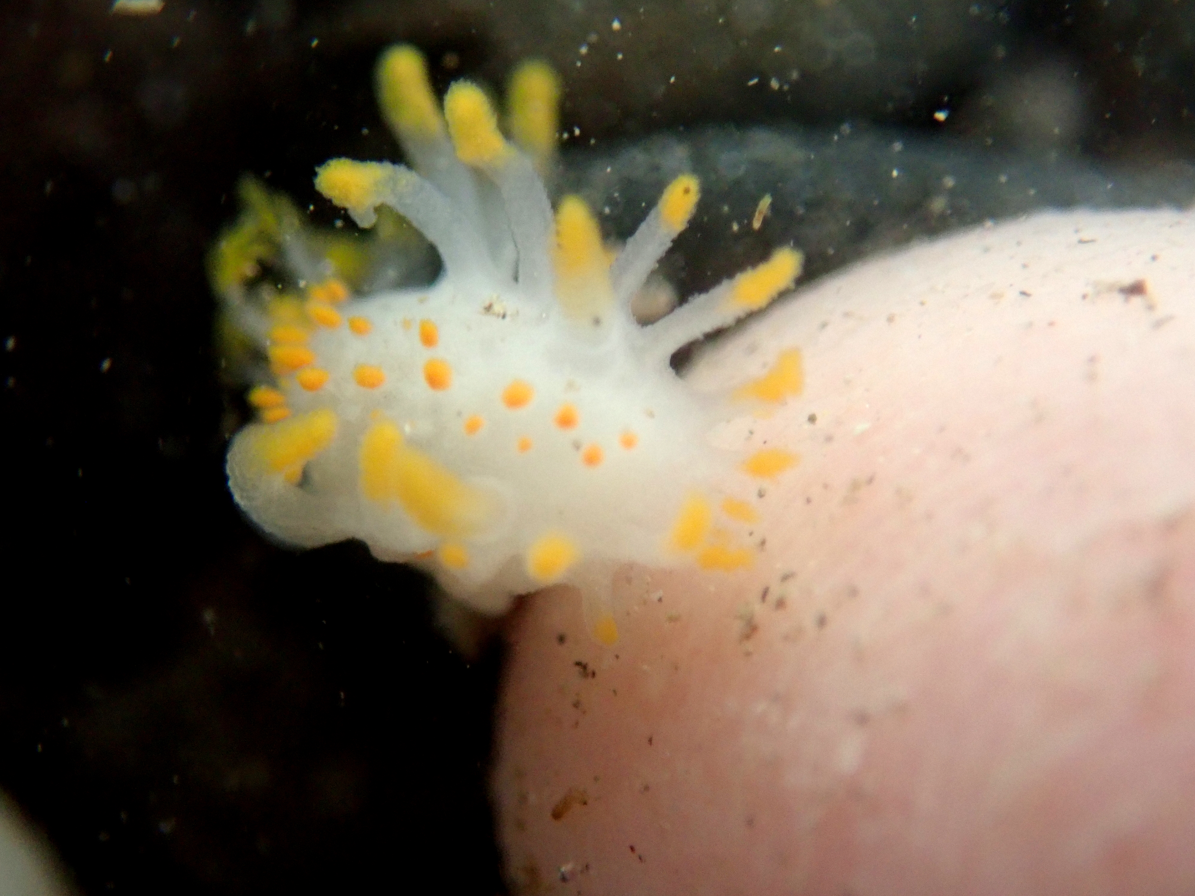 Limacia clavigera - the yellow-clubbed sea slug