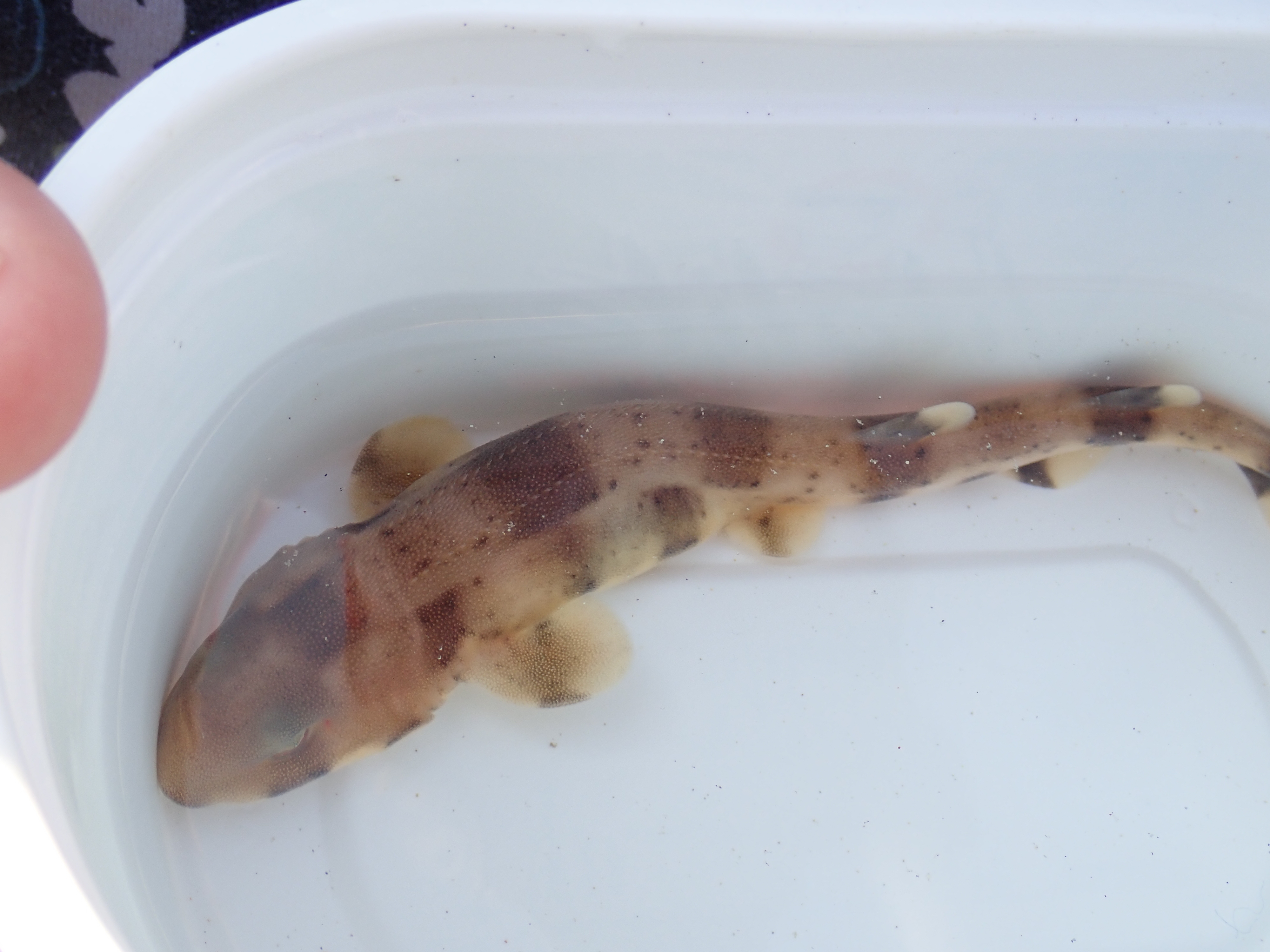 Hatchling greater-spotted catshark, which we kept for a minute before returning it safely exactly where it was found.