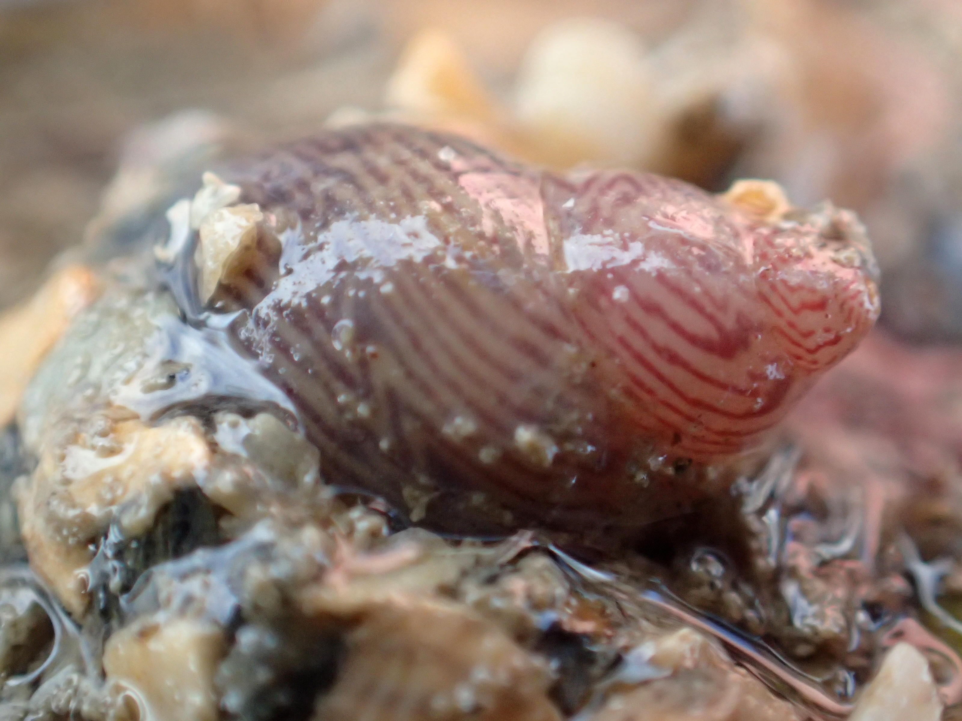 A beautifully marked pheasant shell near Penzance, Cornwall
