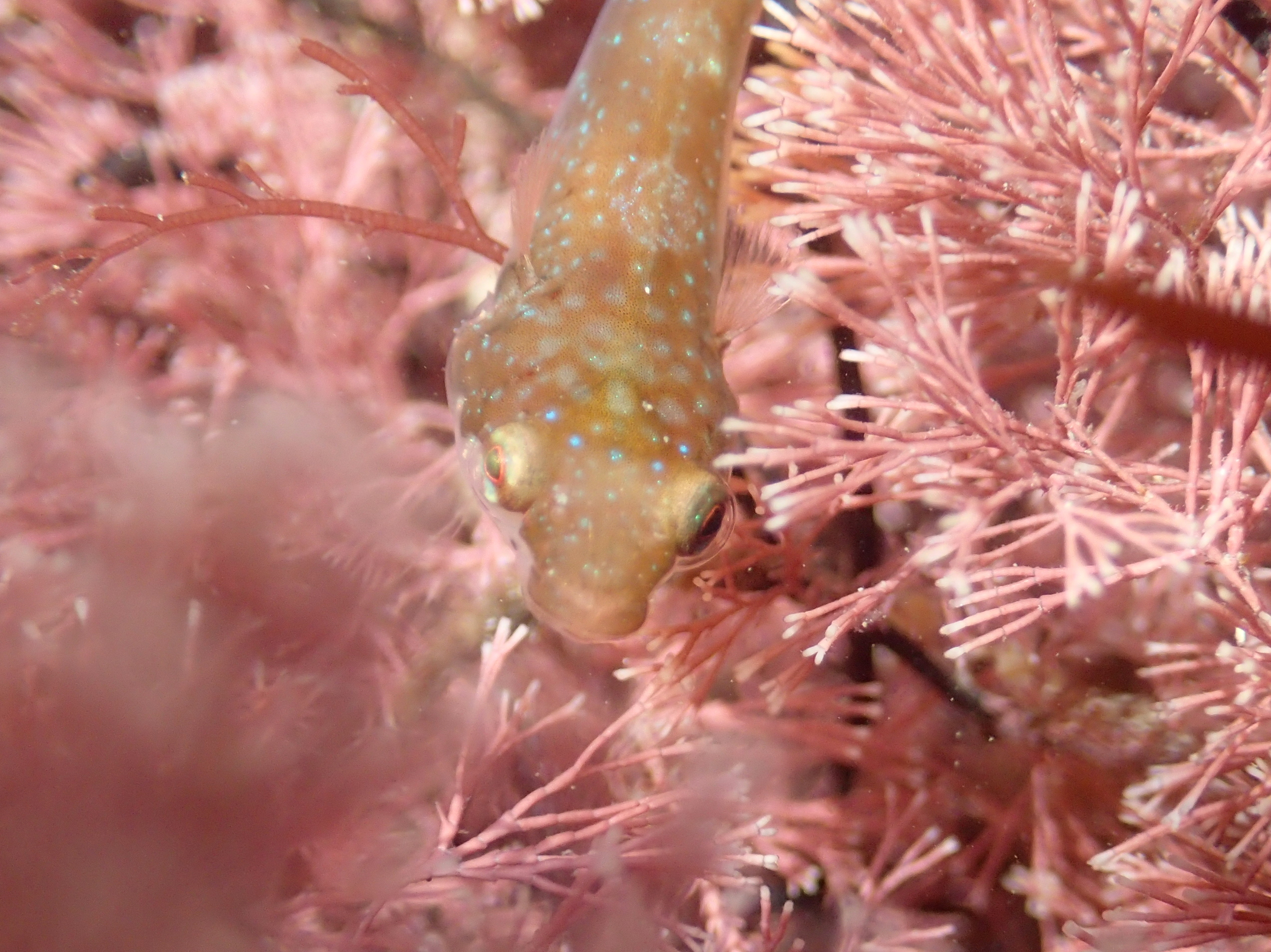 A small species of clingfish hides among the coral weed near Penzance.