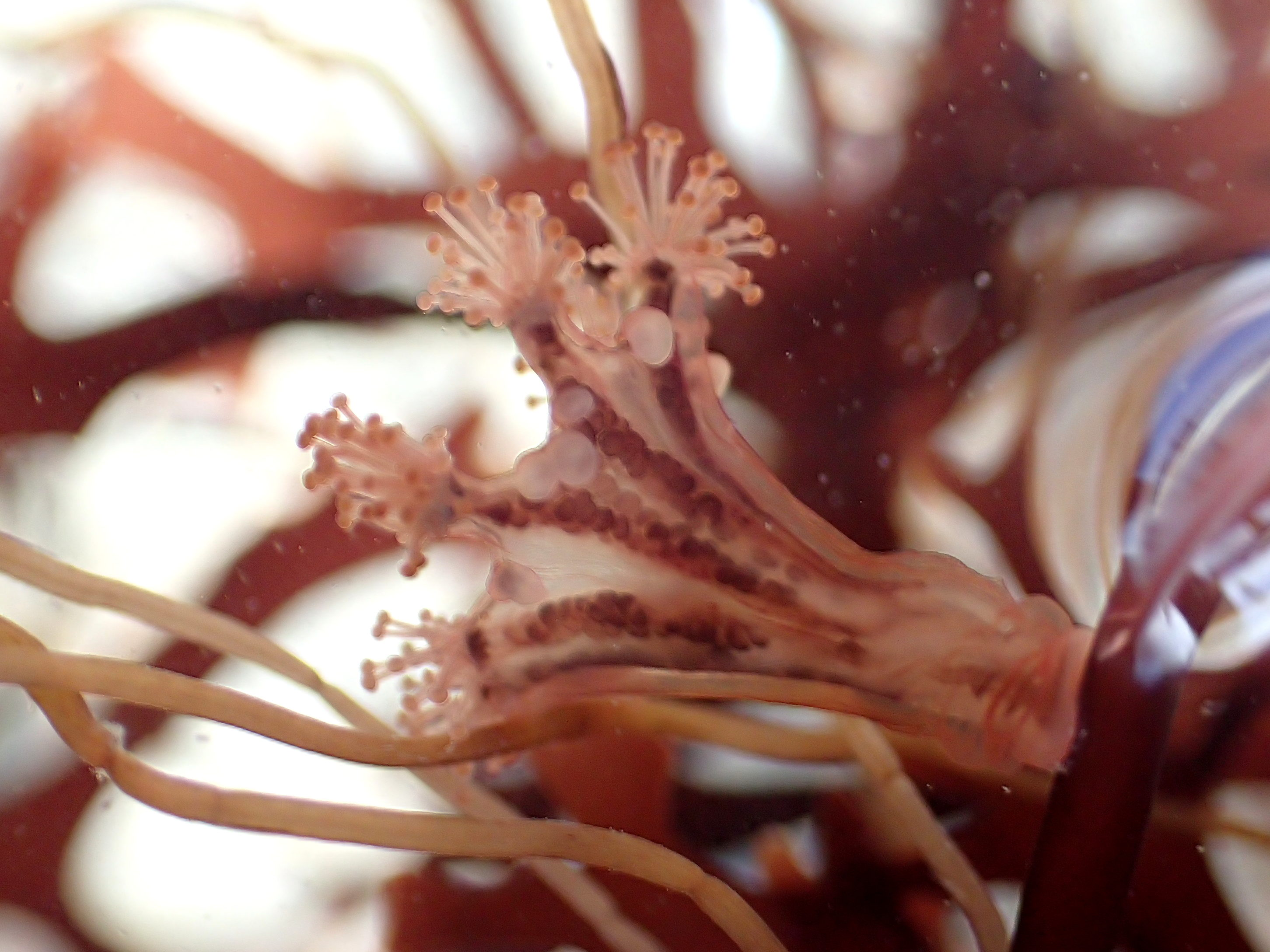 Another species of stalked jellyfish - Haliclystus octoradiatus - near Penzance
